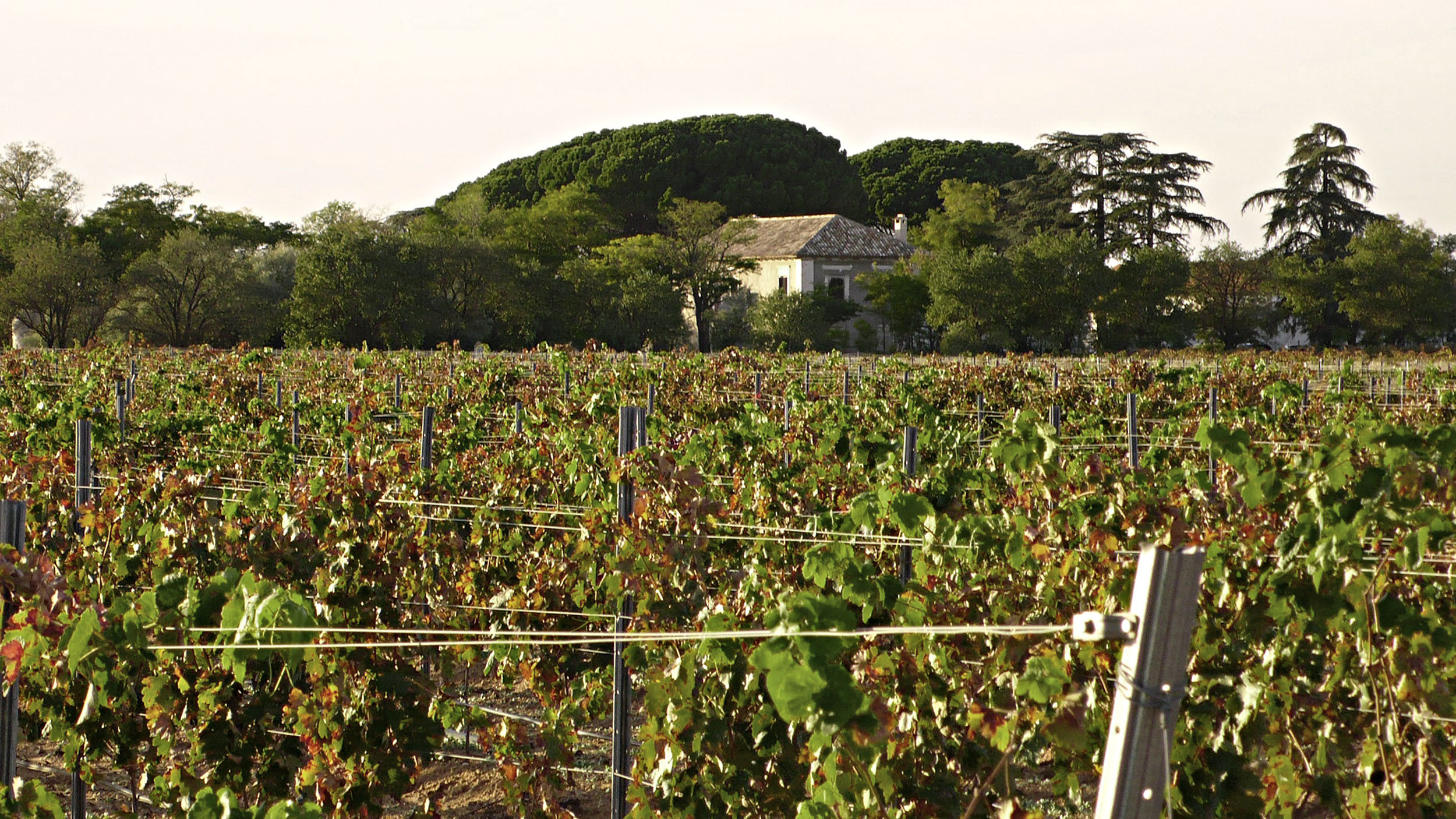 Bodegas y Viñedos Tinedo