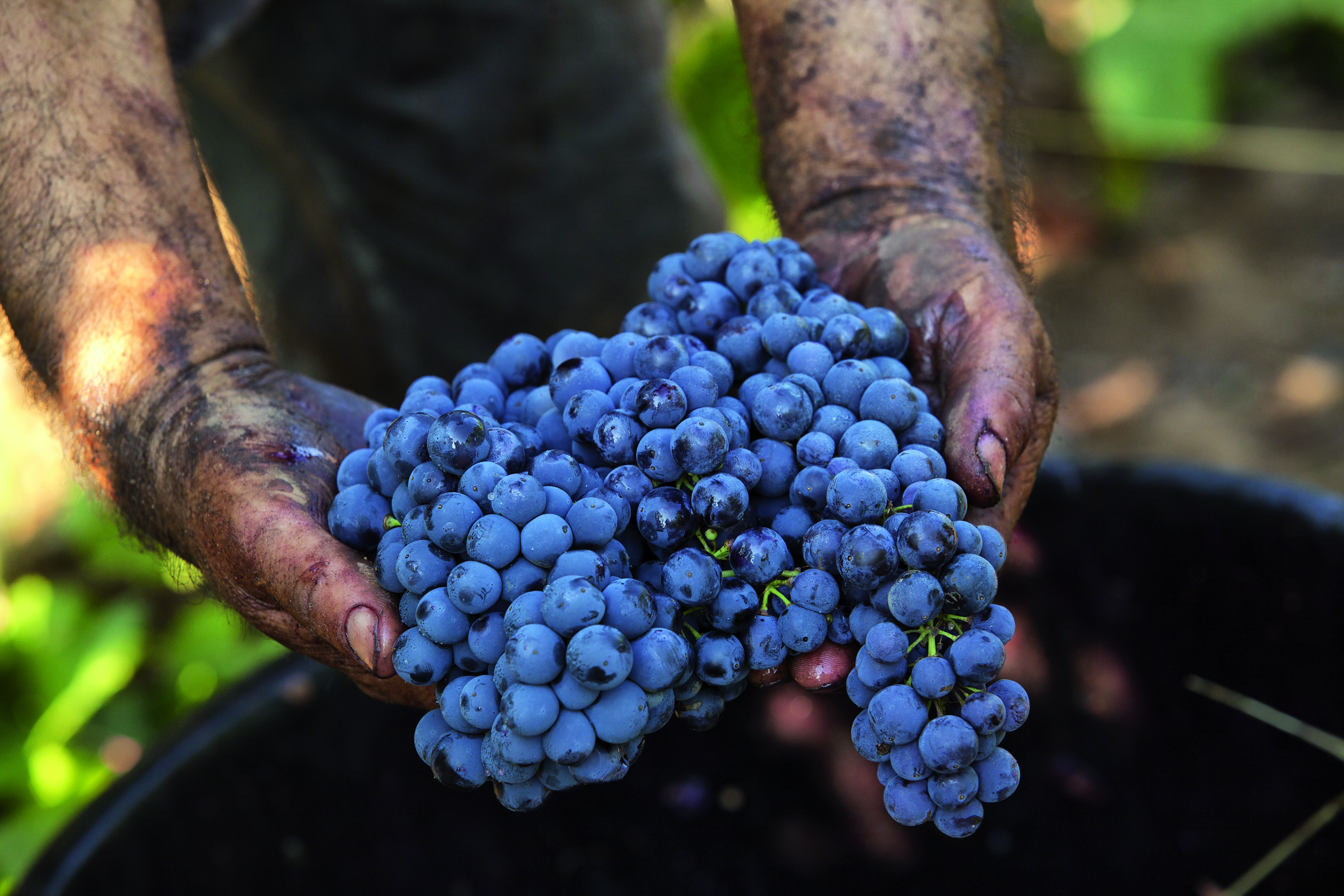 Produttori Di Manduria