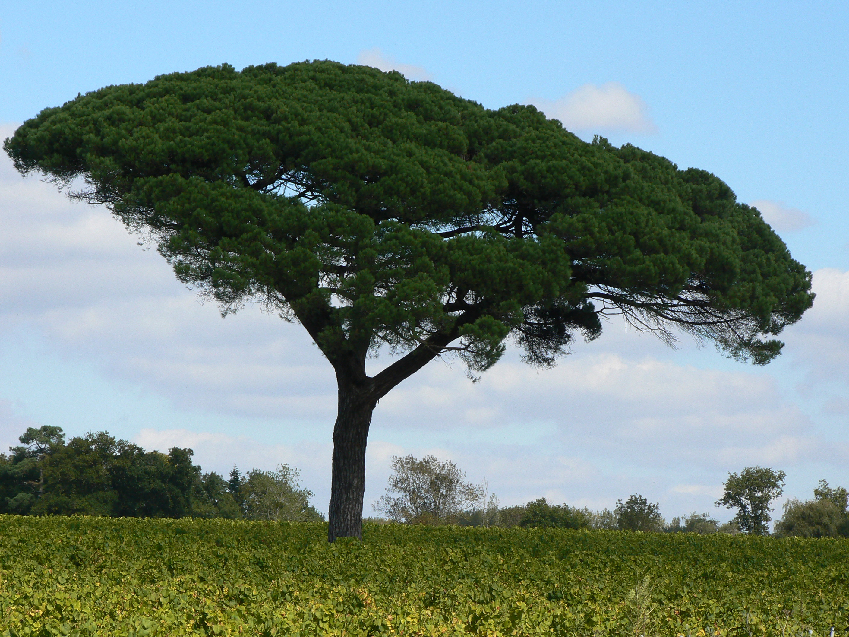 Domaine des Herbauges