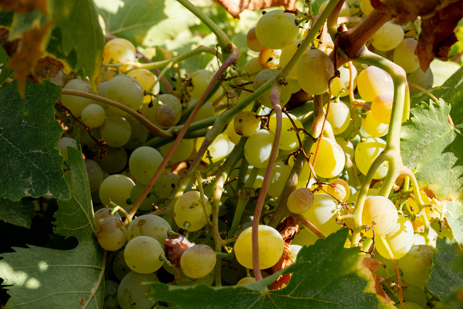 BODEGAS BARBADILLO, Spain