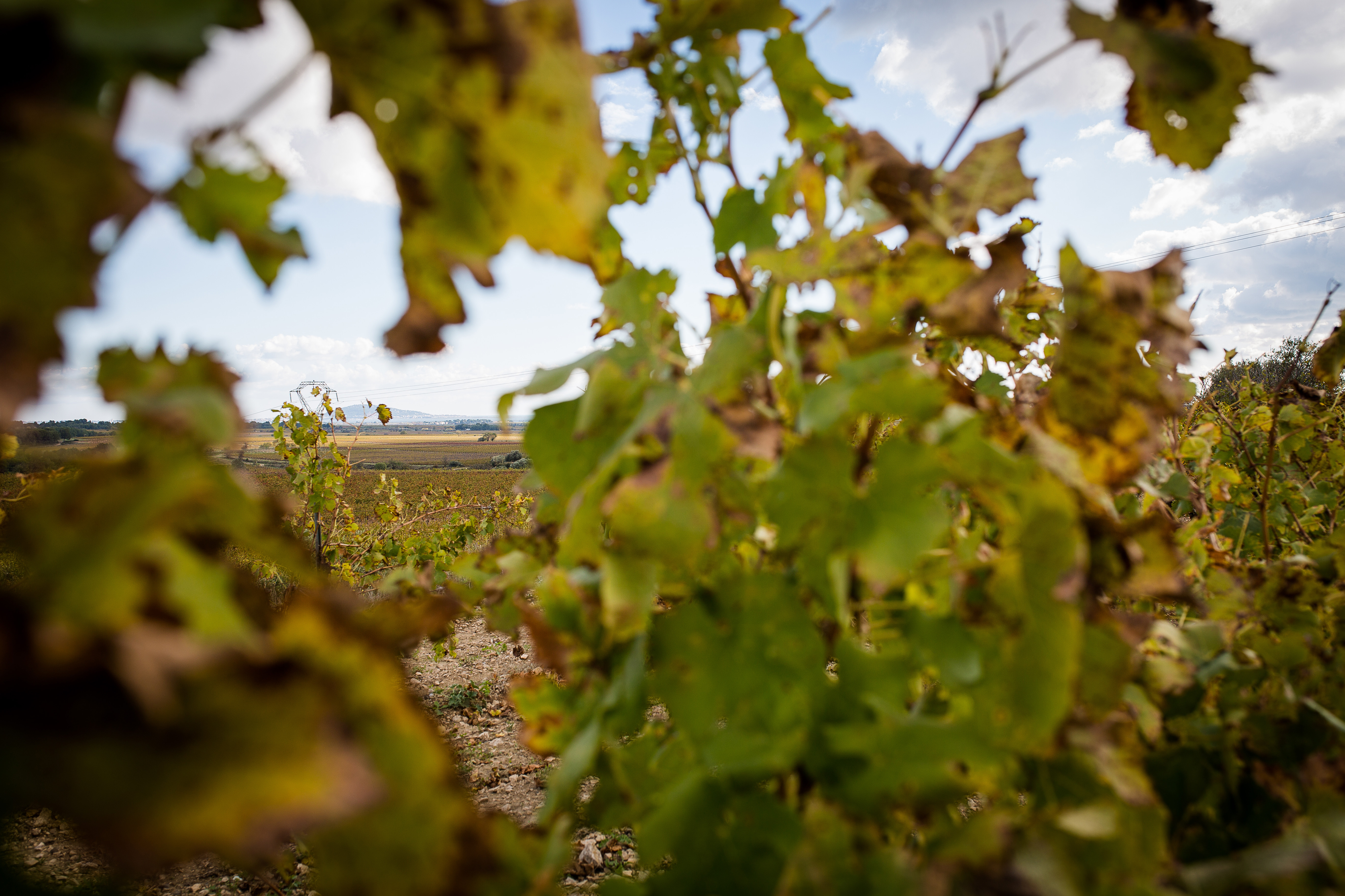 Vignerons de Florensac