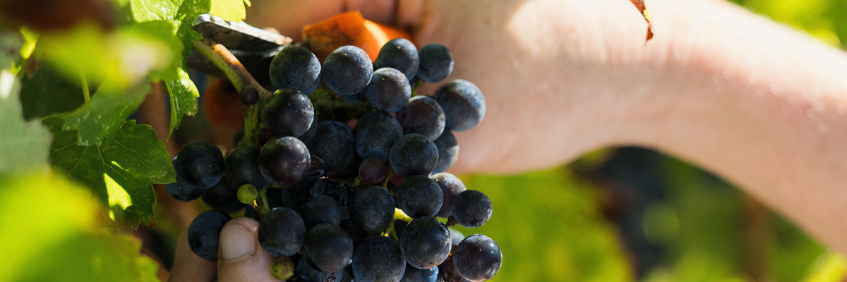 Domaine Clarence Dillon