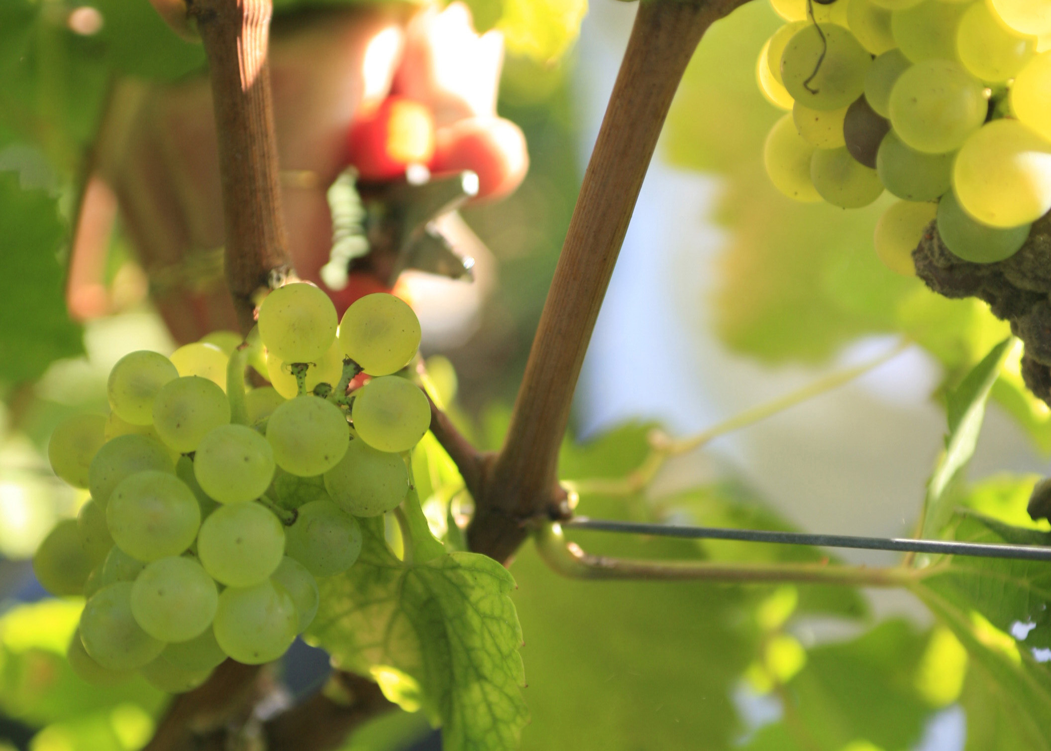 Champagne Pierre Mignon