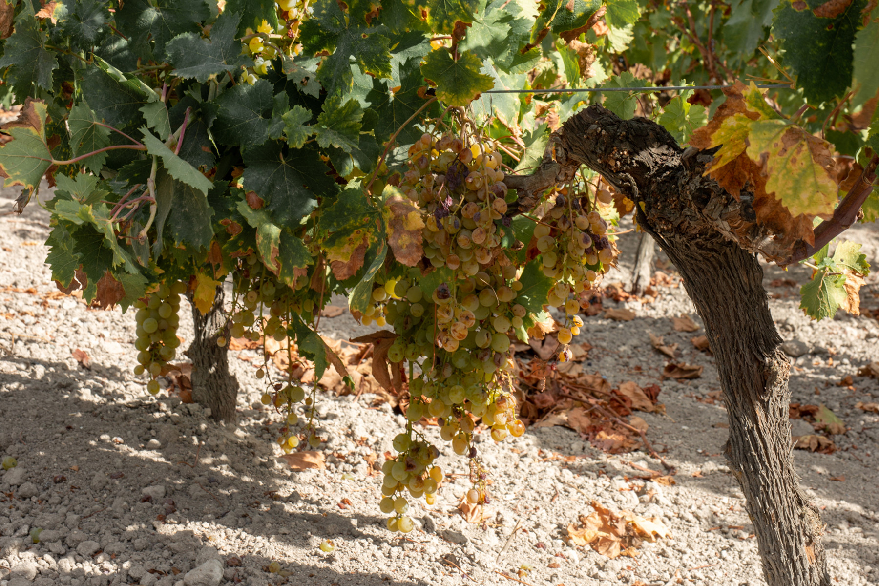 BODEGAS BARBADILLO, Spain