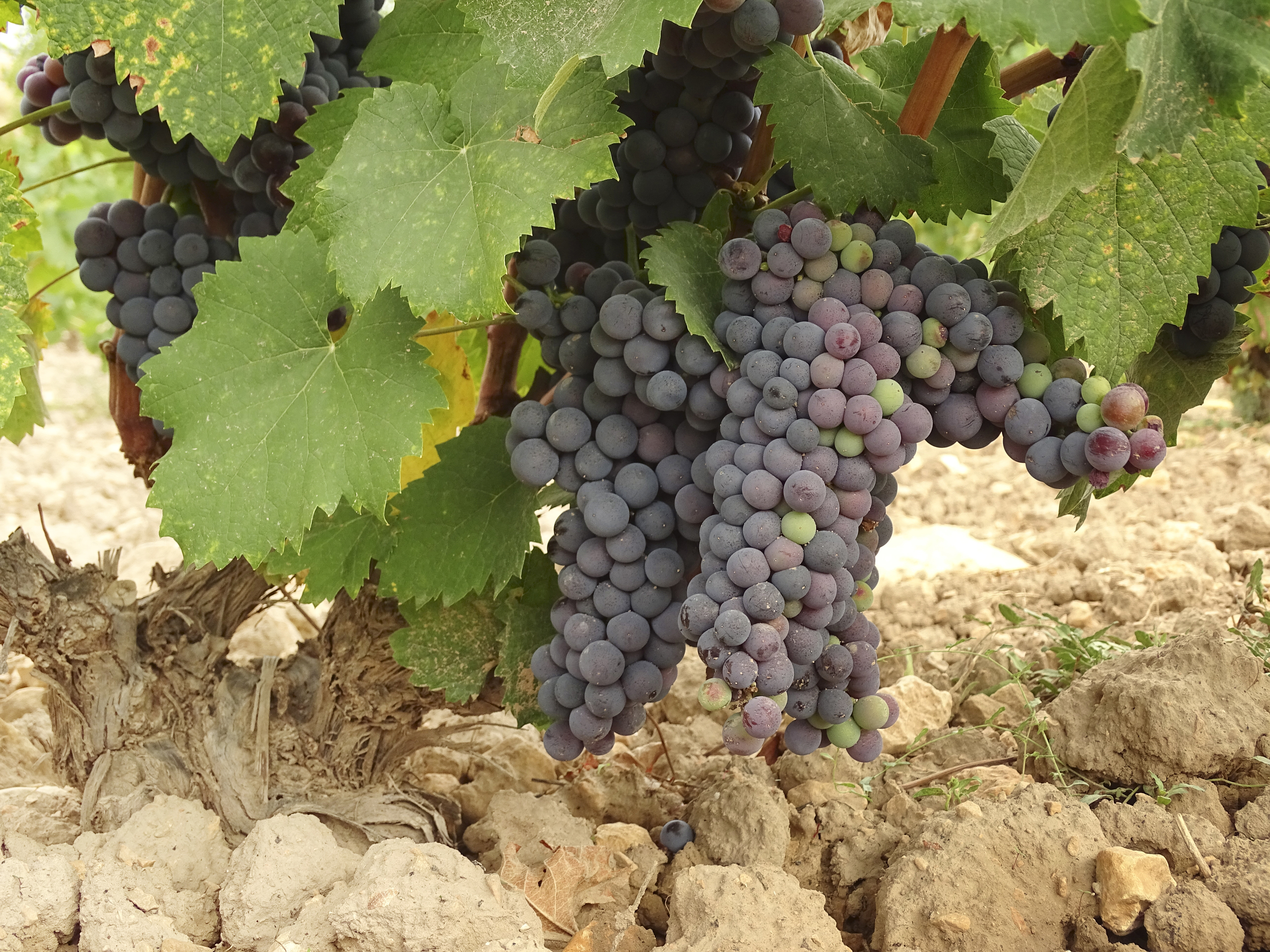 Bruma del Estrecho de Marin