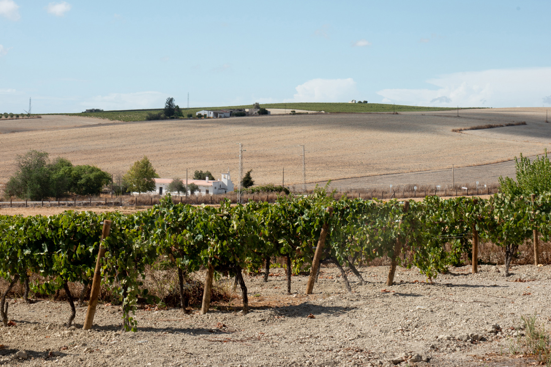 BODEGAS BARBADILLO, Spain