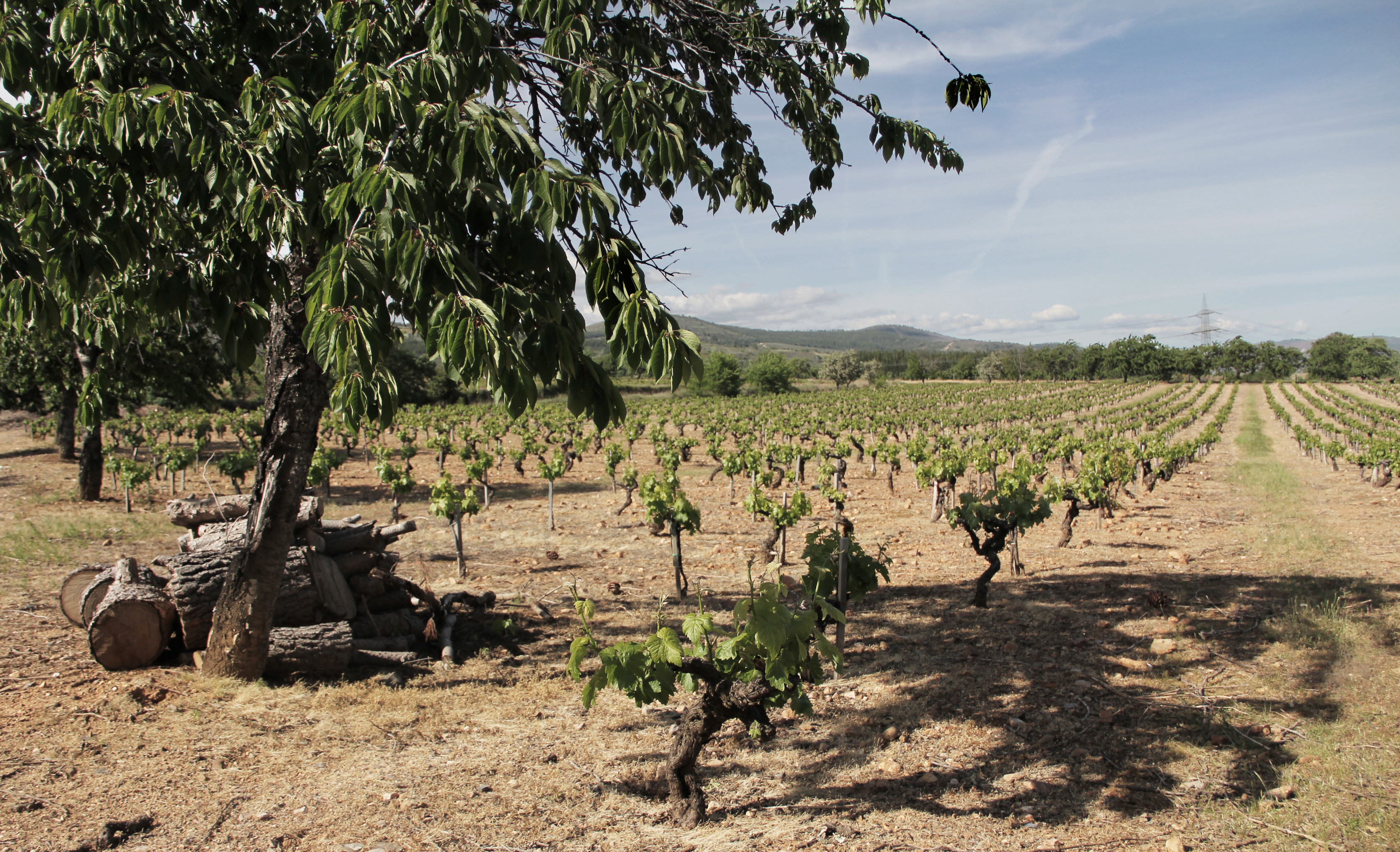 Bodegas y Viñedos Merayo