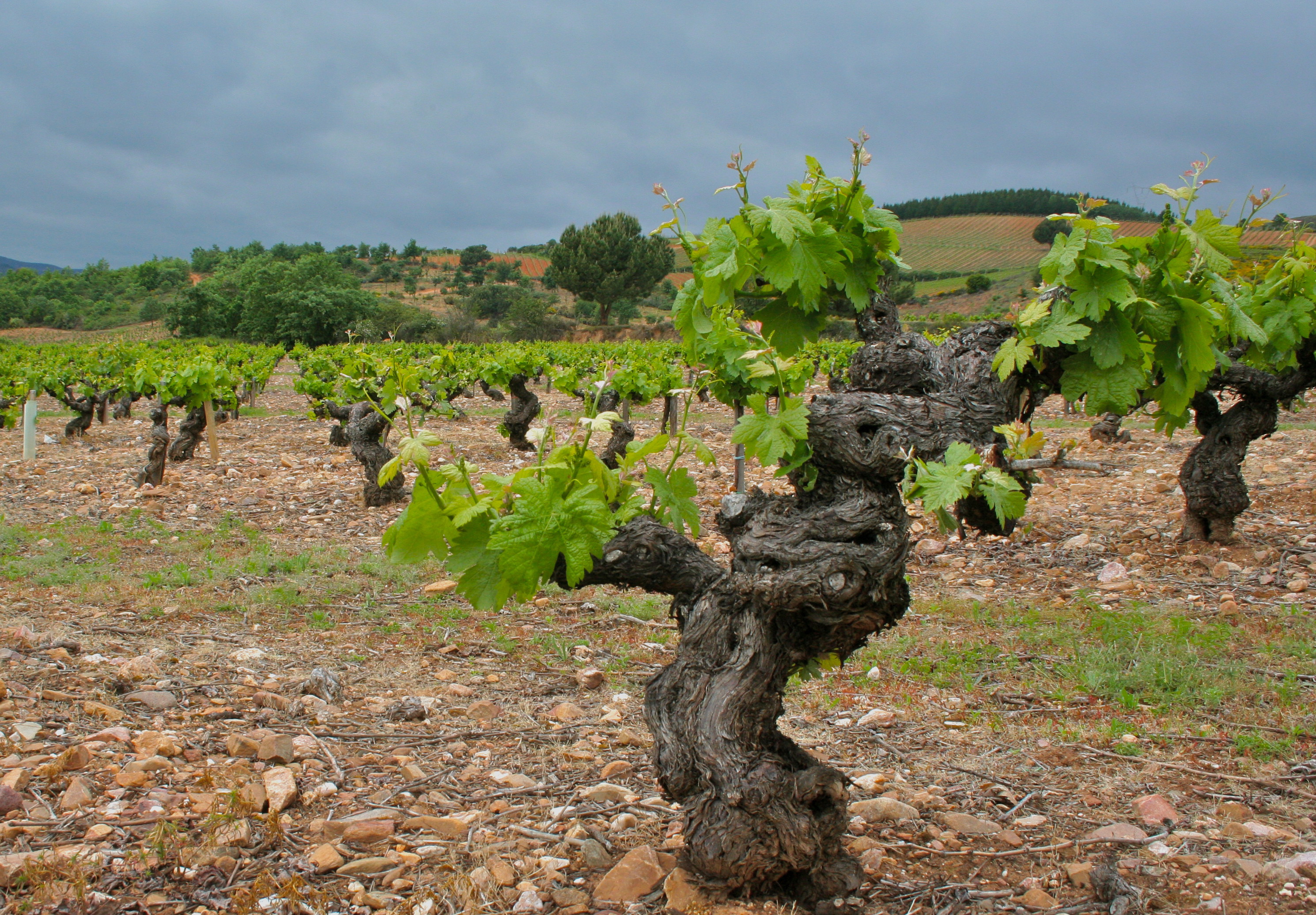 Bodegas y Viñedos Merayo