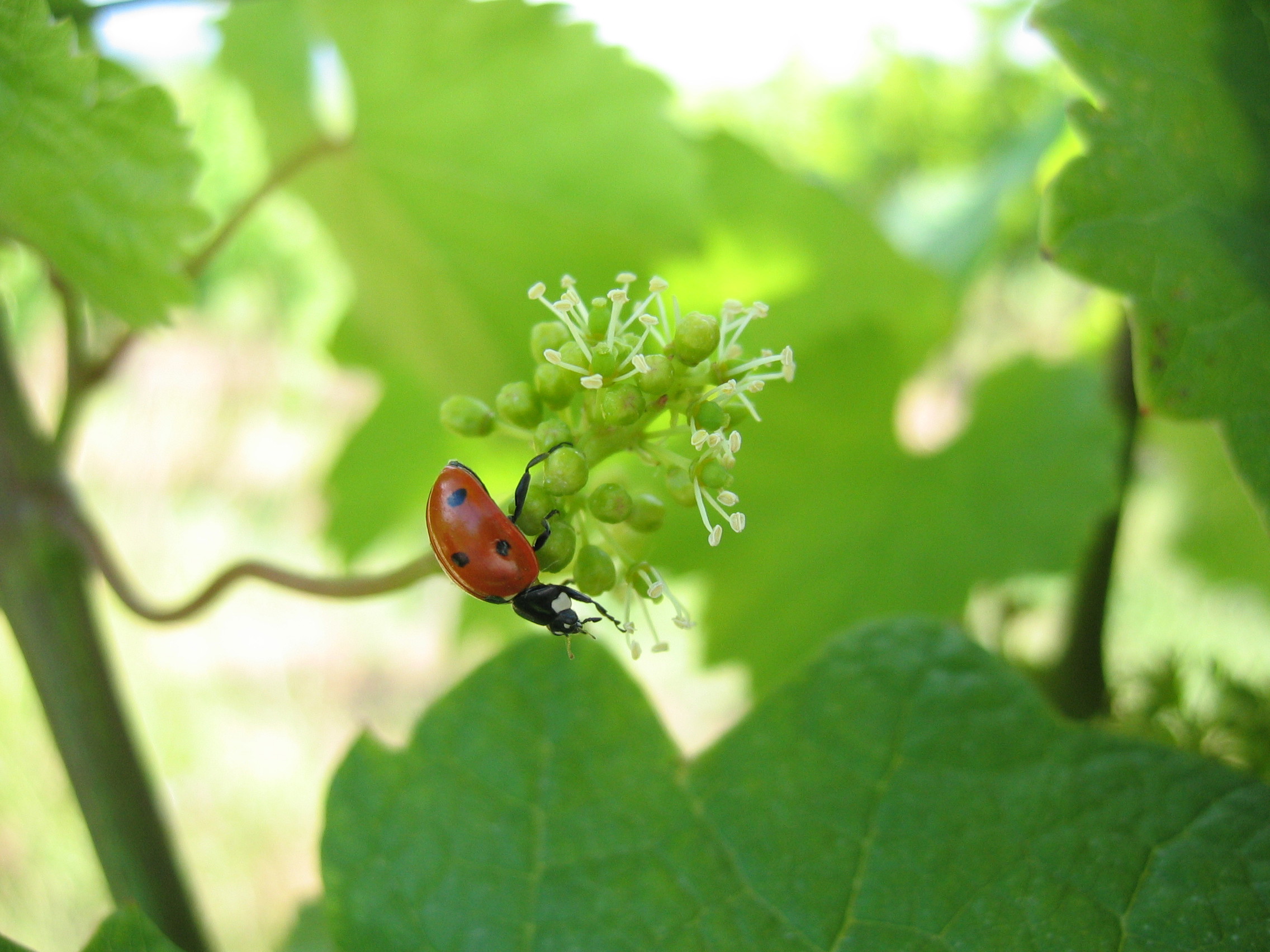 CAVE DE RIBEAUVILLÉ, France
