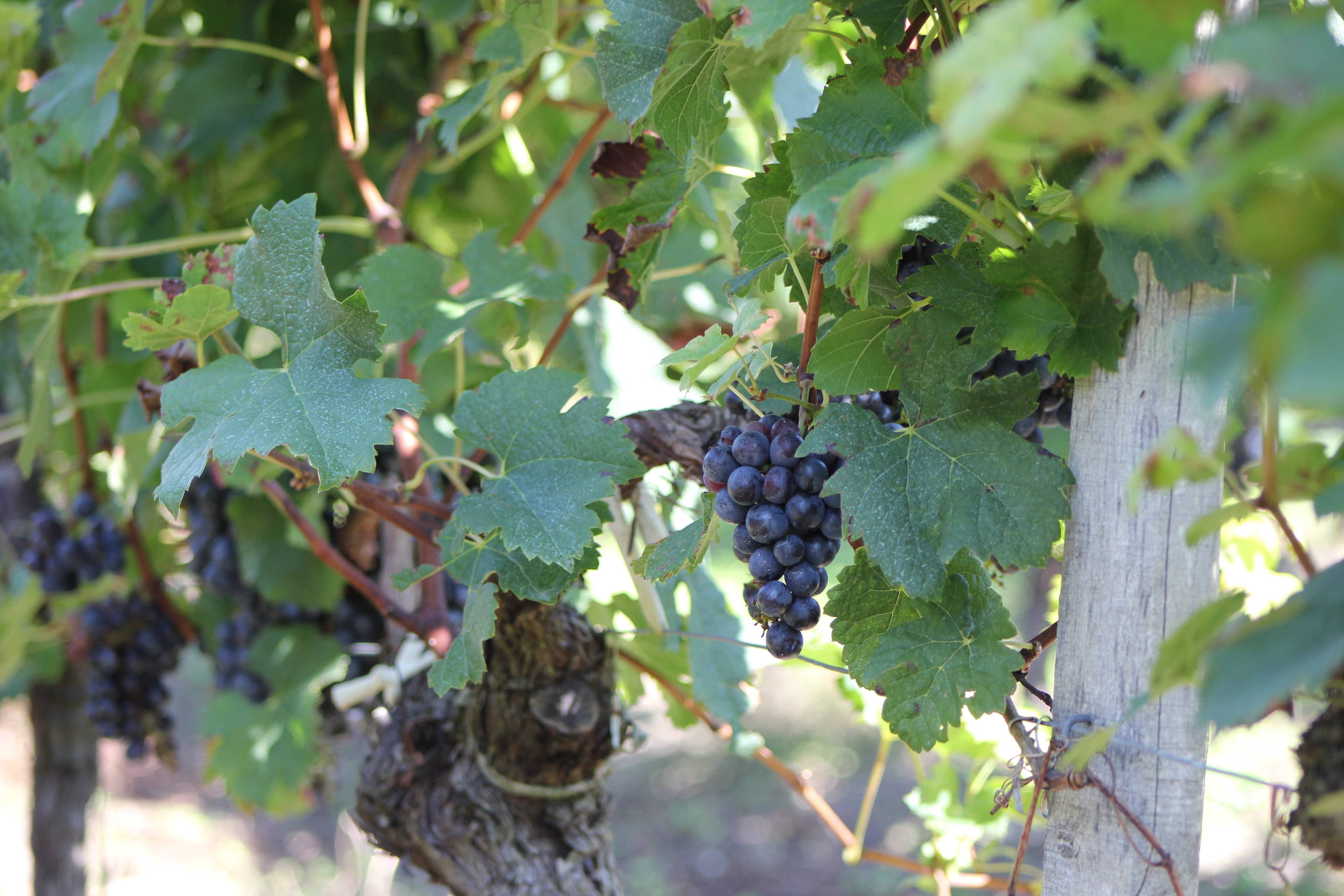 Château Lamothe-Cissac