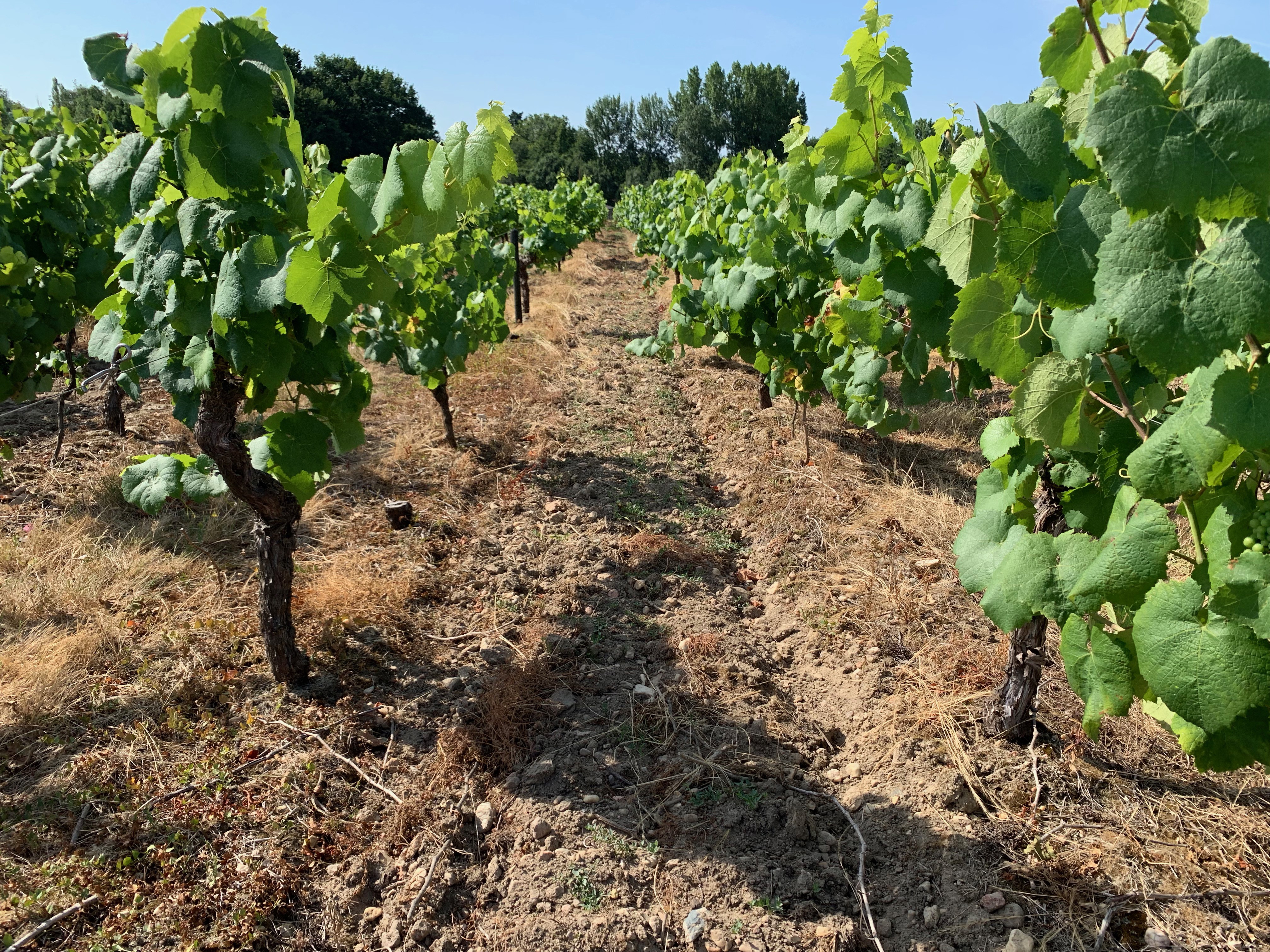 Domaine des Herbauges