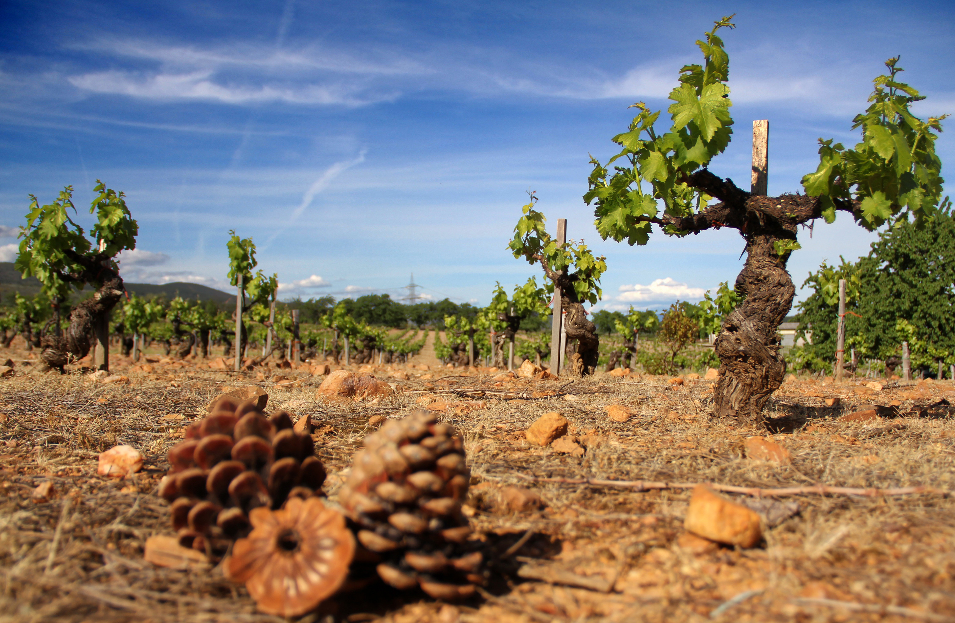 Bodegas y Viñedos Merayo