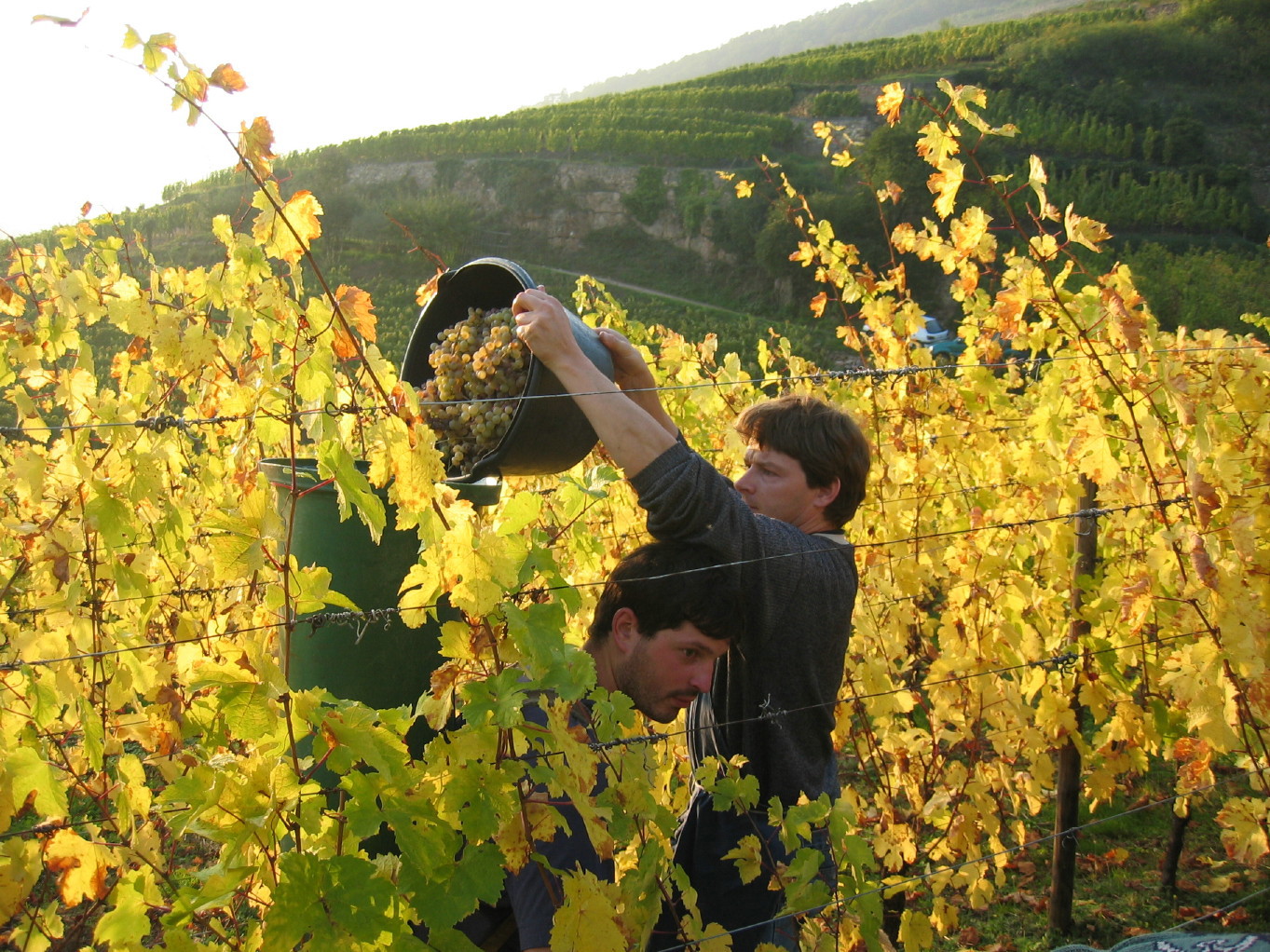 CAVE DE RIBEAUVILLÉ, France