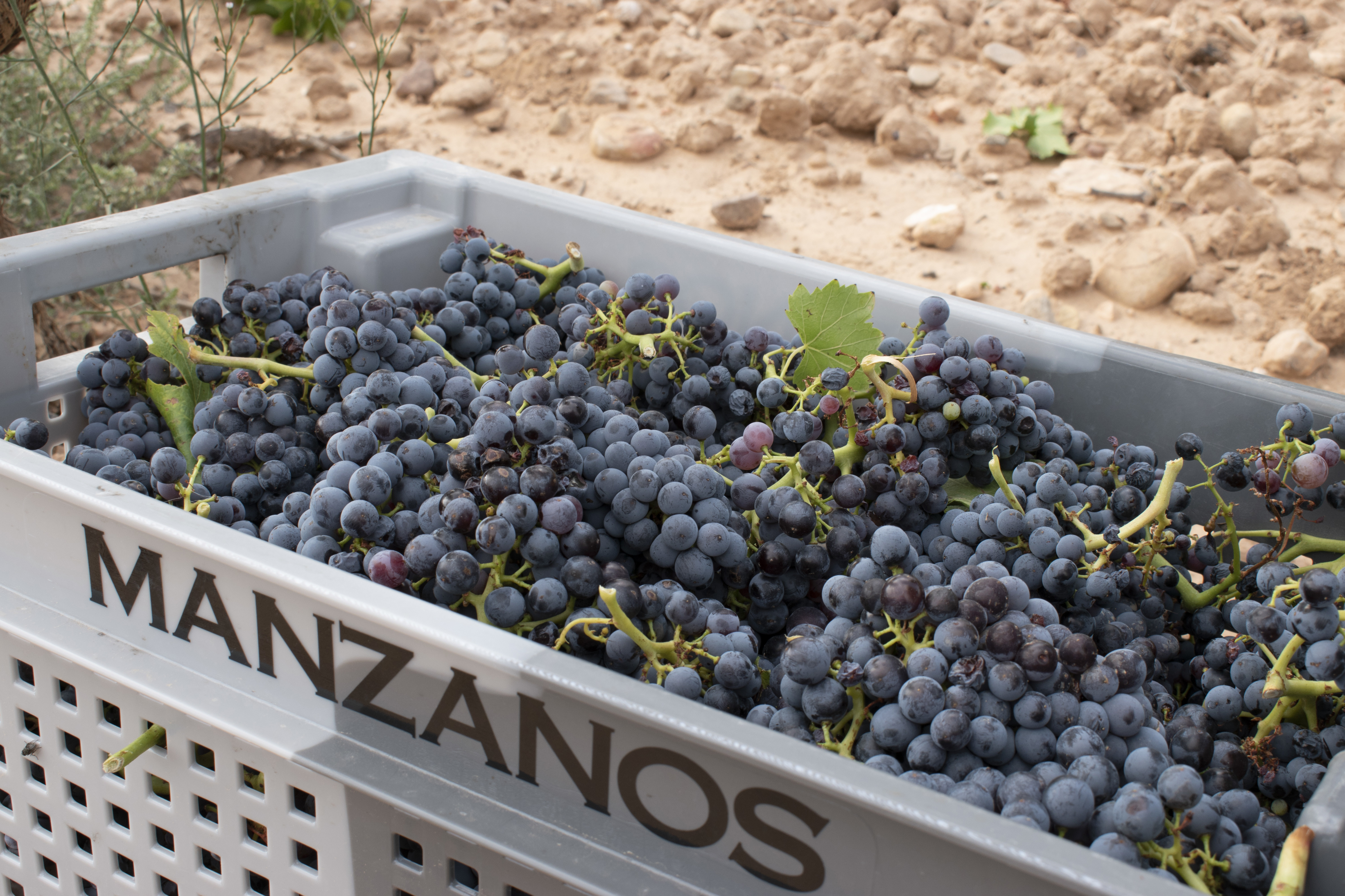 Bodegas Manzanos