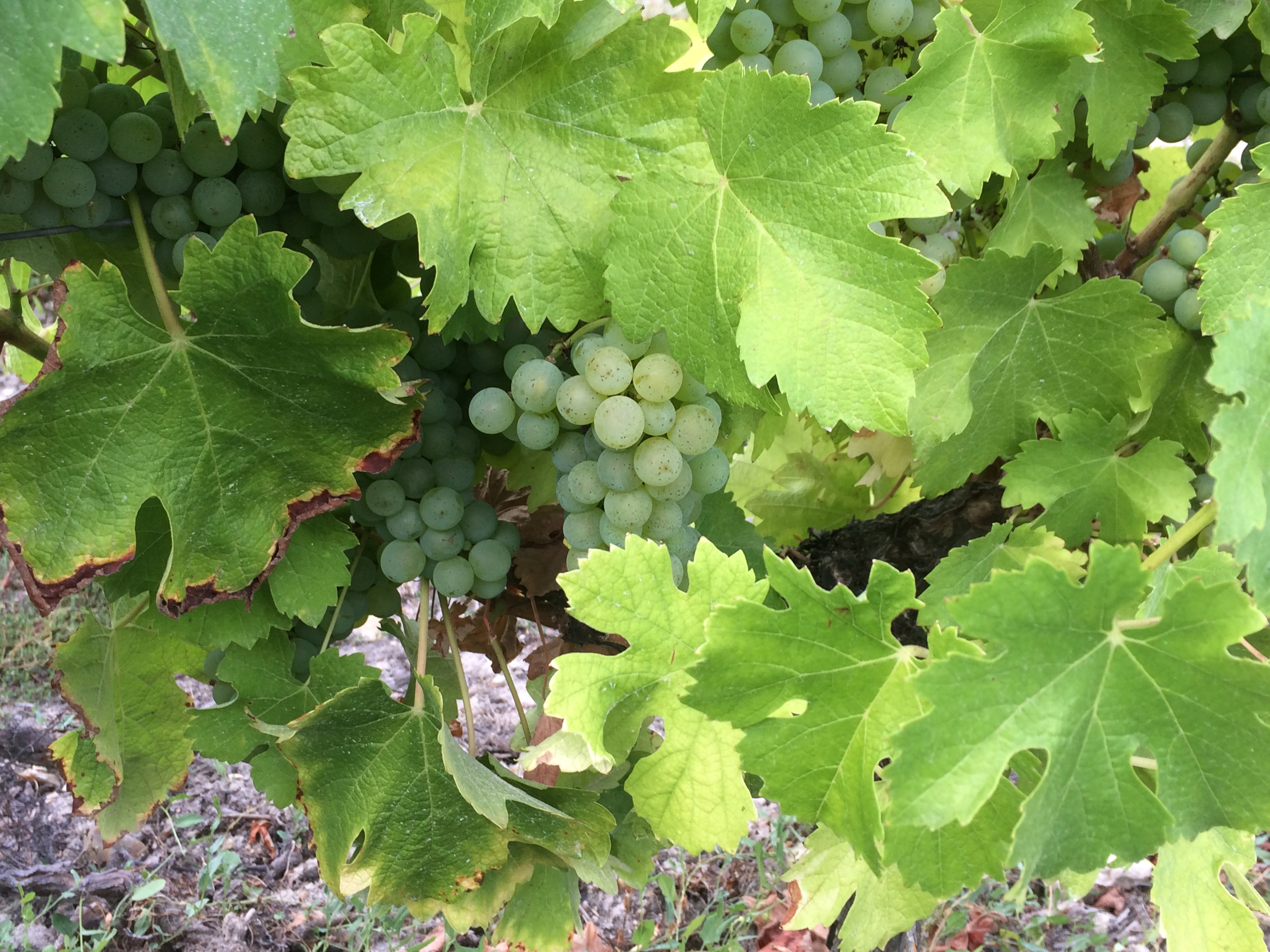 Domaine Patrick Vauvy