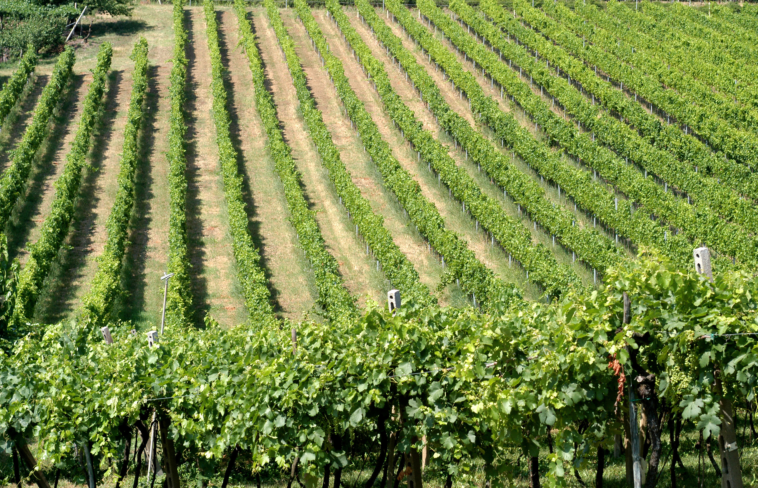 BAGLIO GIBELLINA, Italy