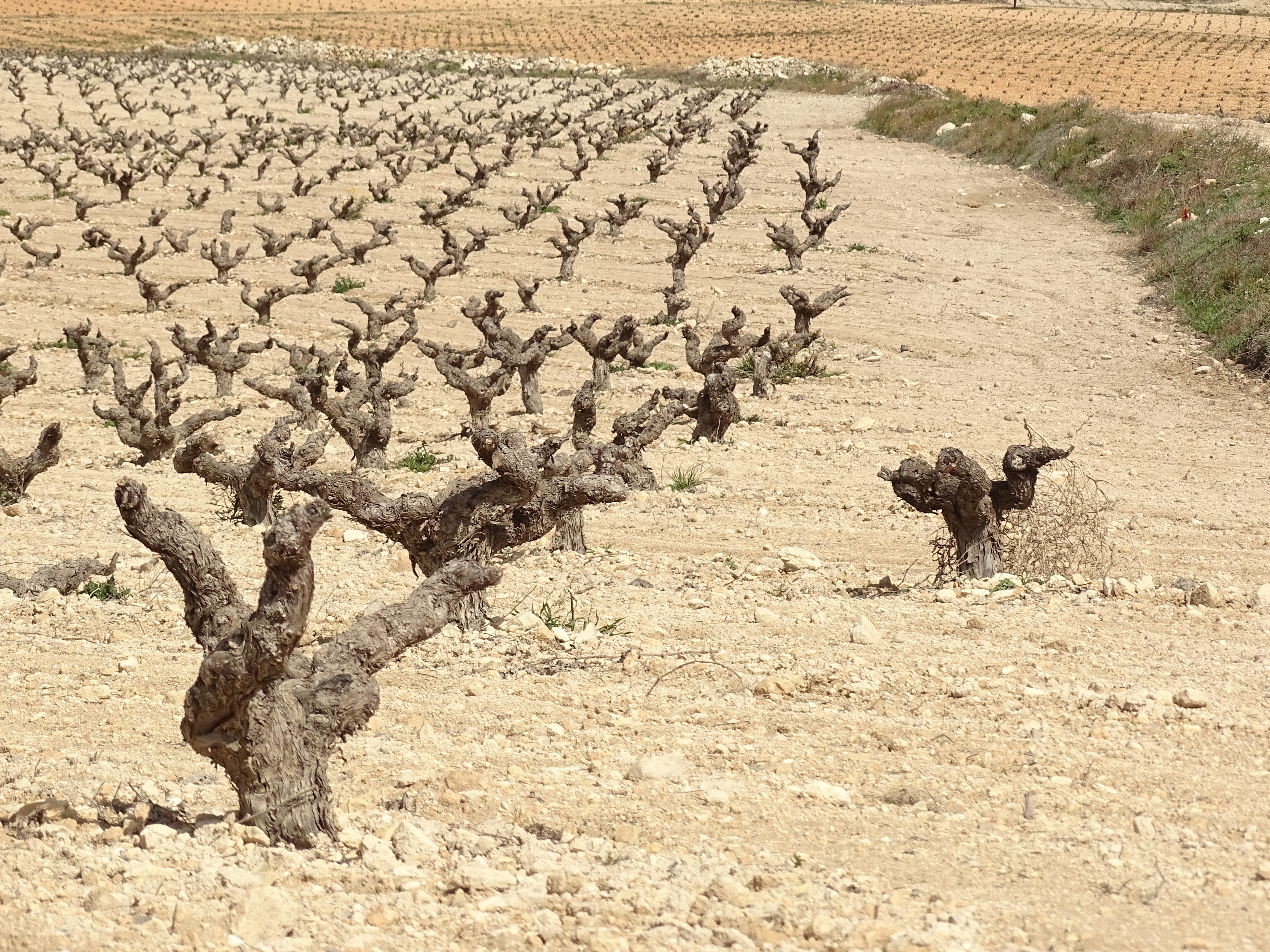 Bruma del Estrecho de Marin