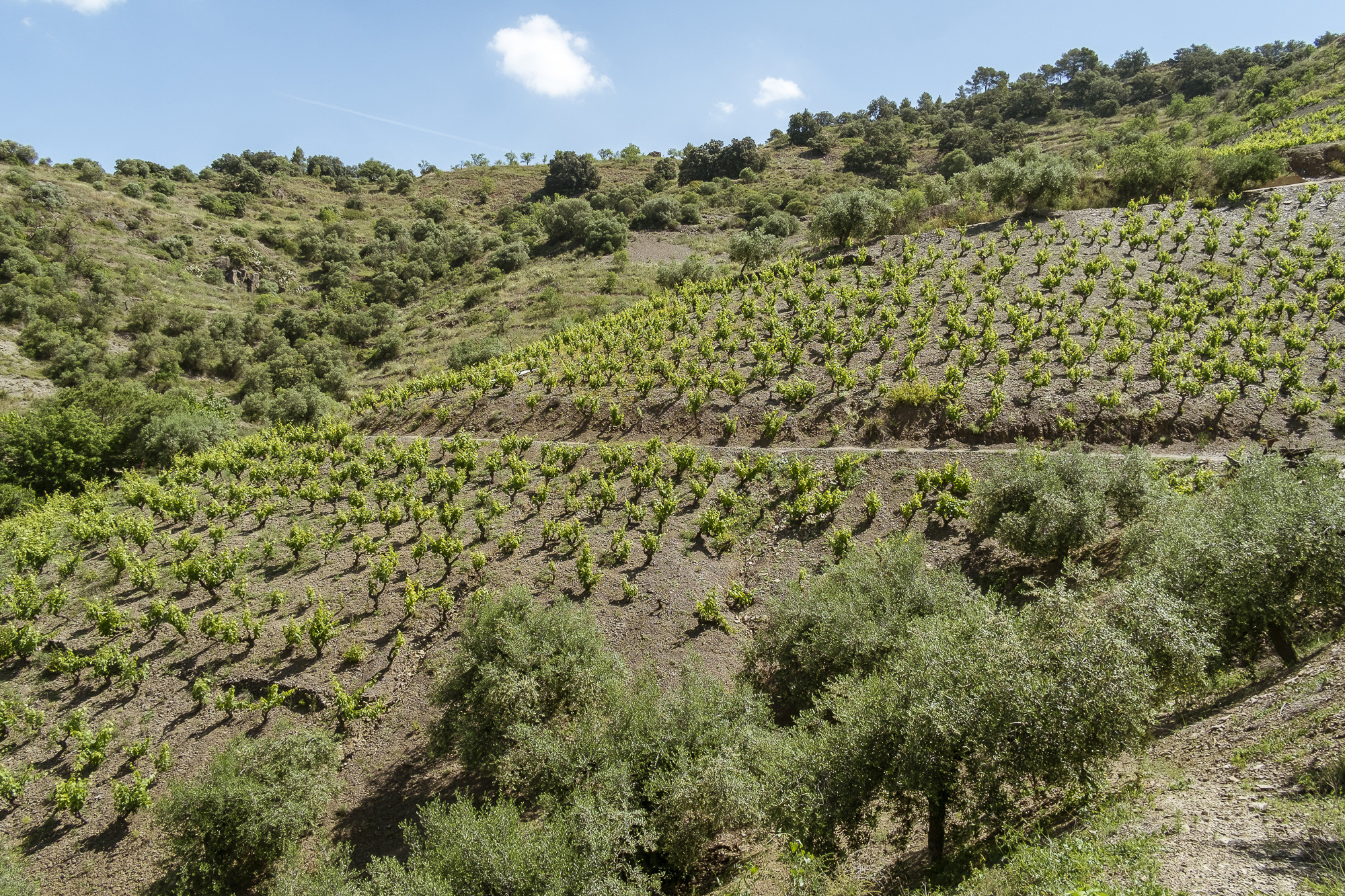 Vinicola del Priorat