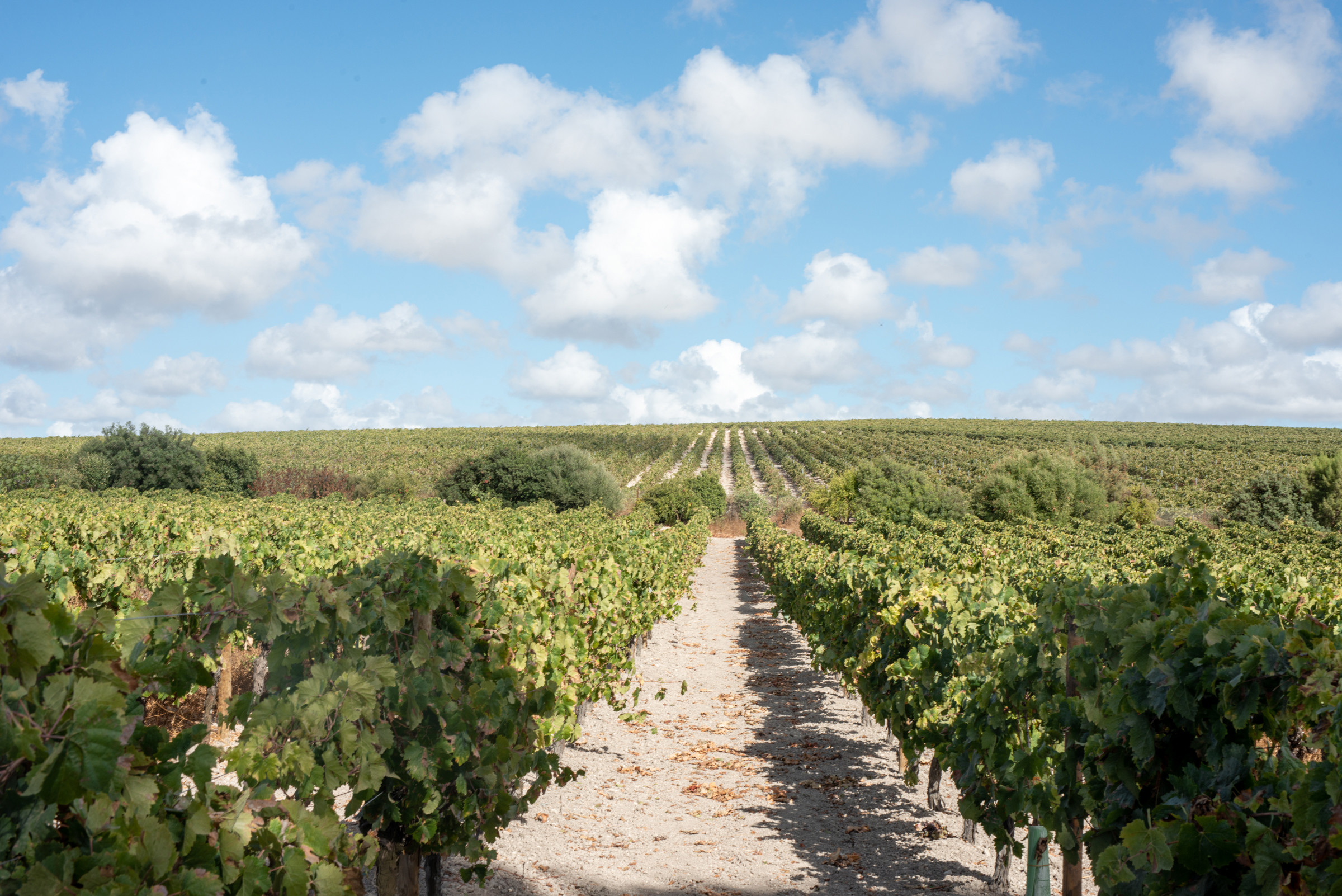 BODEGAS BARBADILLO, Spain