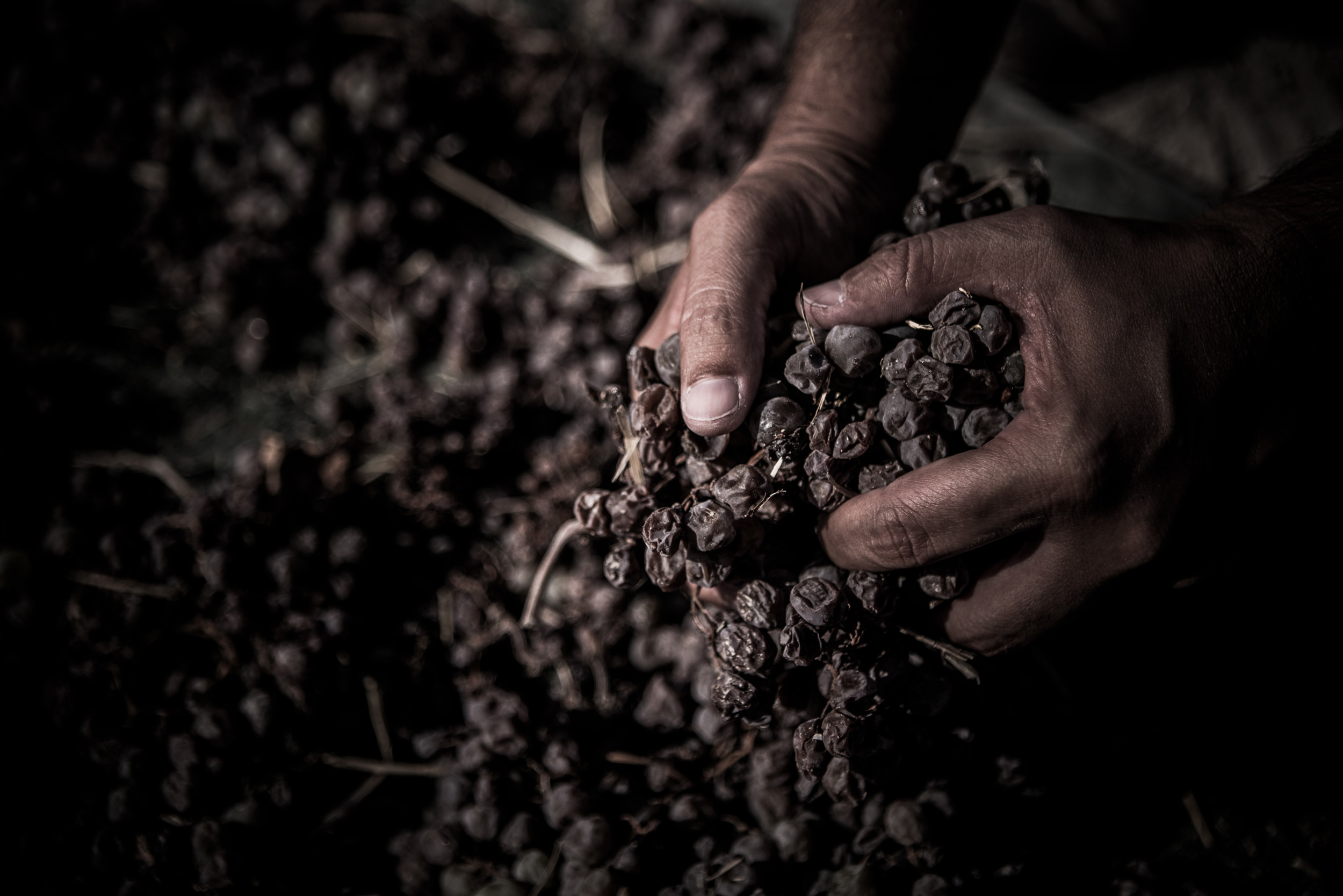 BODEGAS XIMÉNEZ-SPÍNOLA, Spain