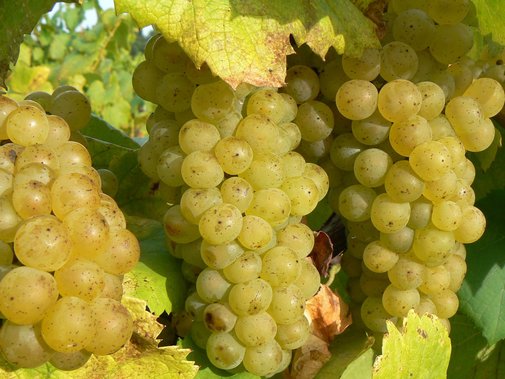 Domaine des Herbauges