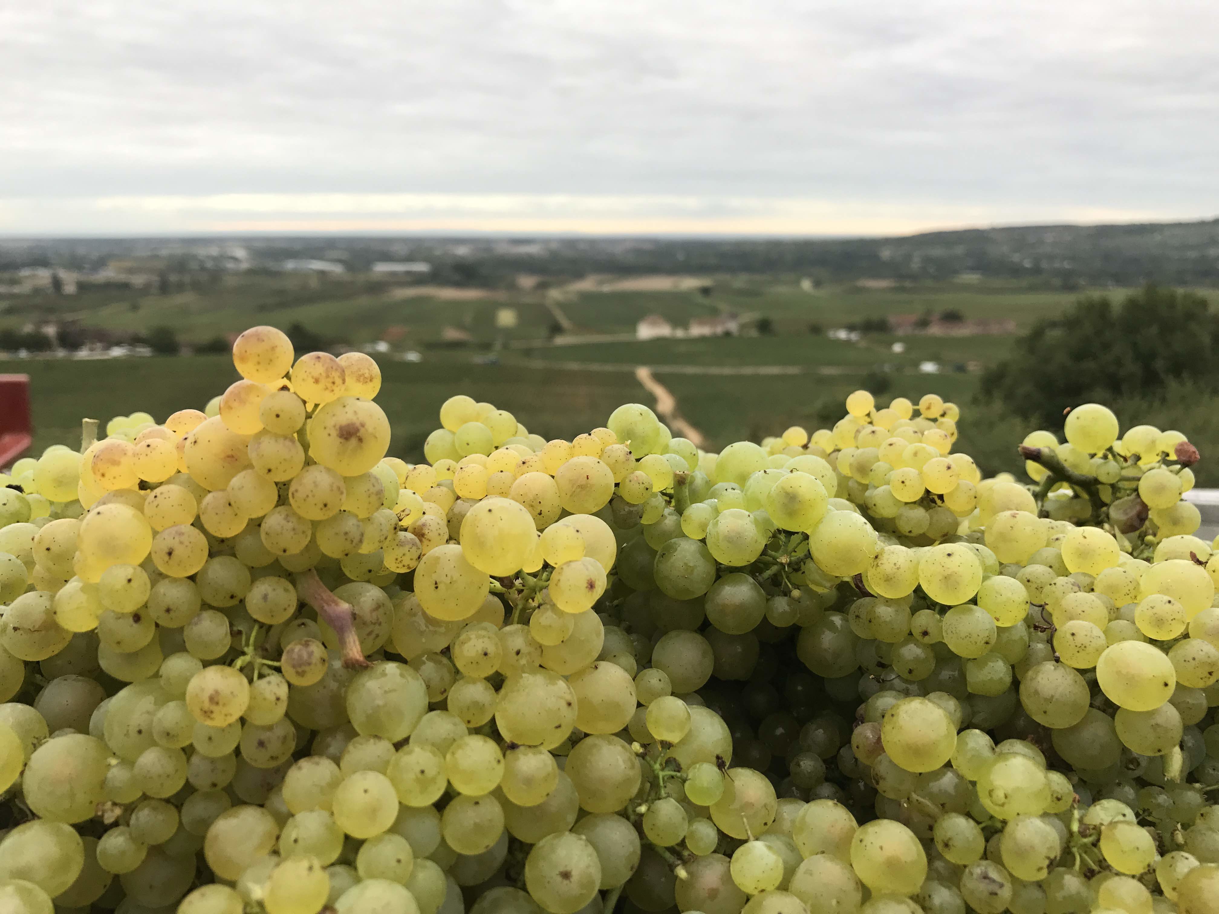 Domaine Fernand & Laurent Pillot