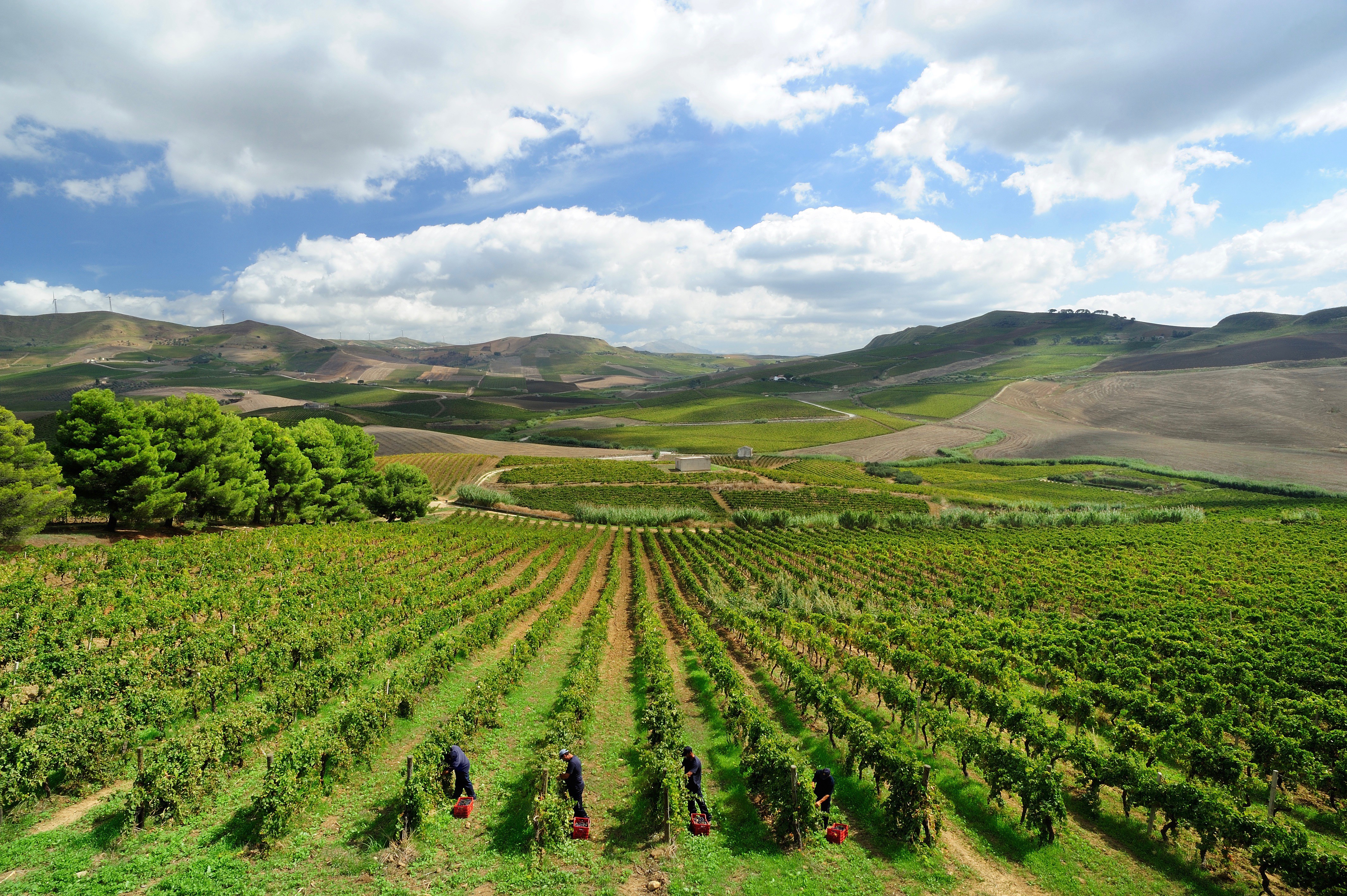 Rallo Azienda Agricola