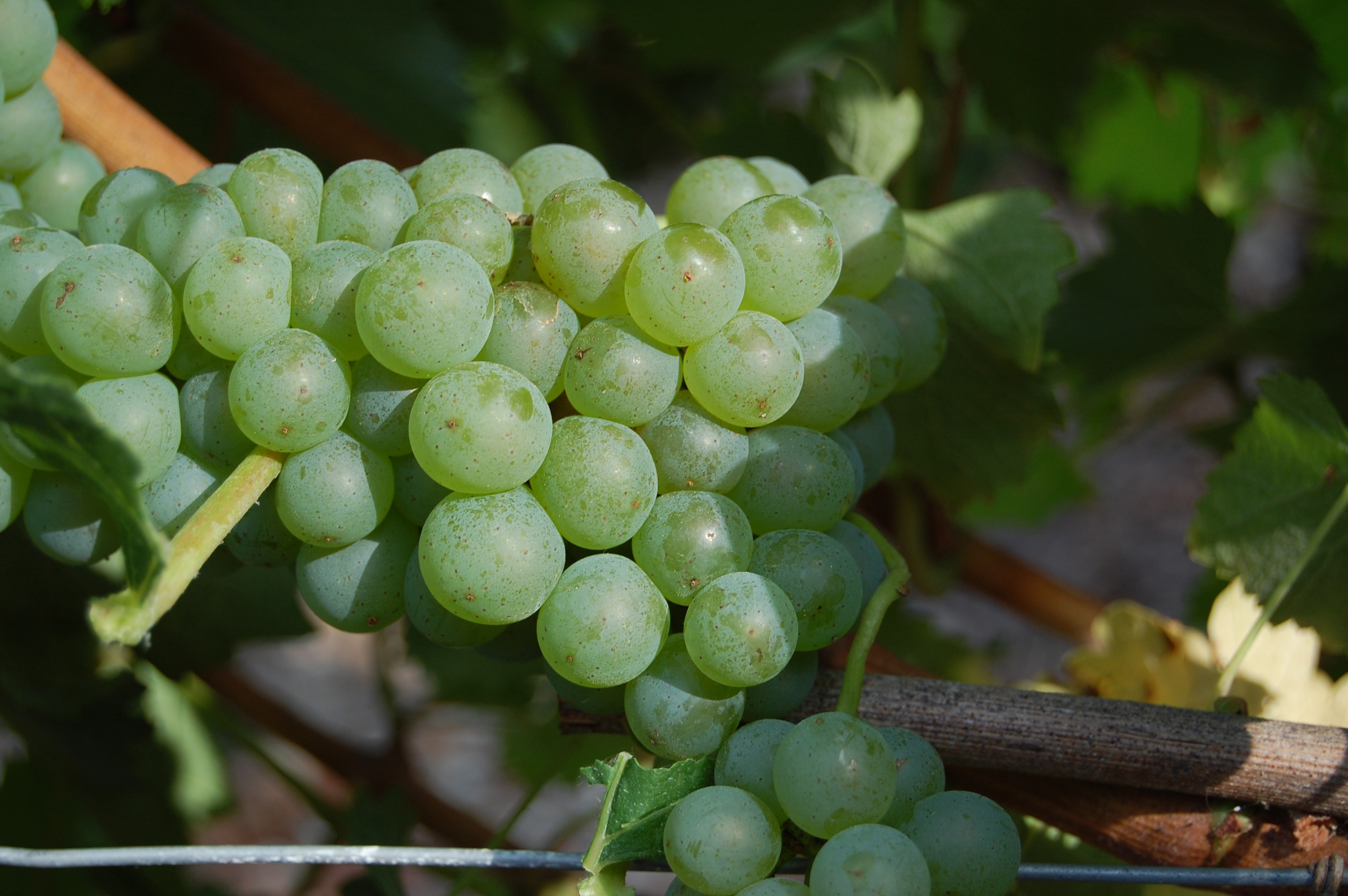 Domaine Patrick Vauvy