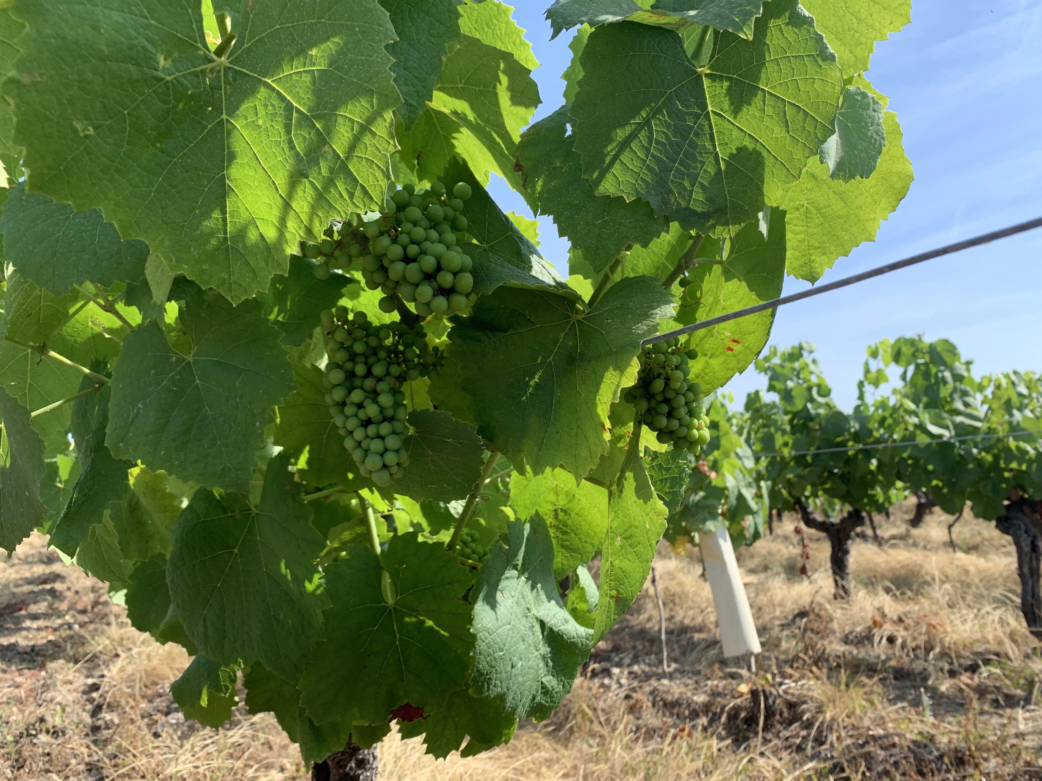 Domaine des Herbauges