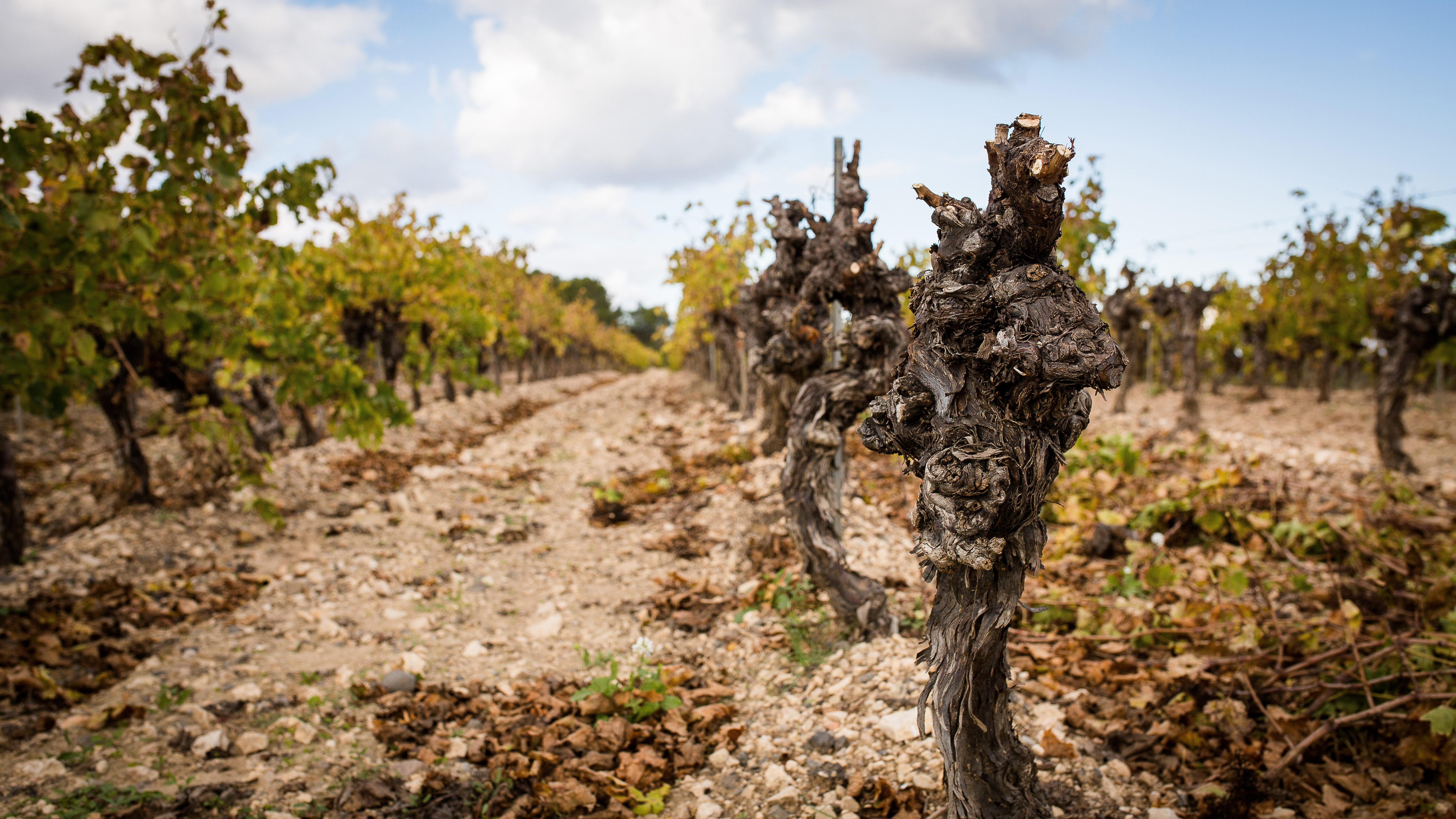 Vignerons de Florensac