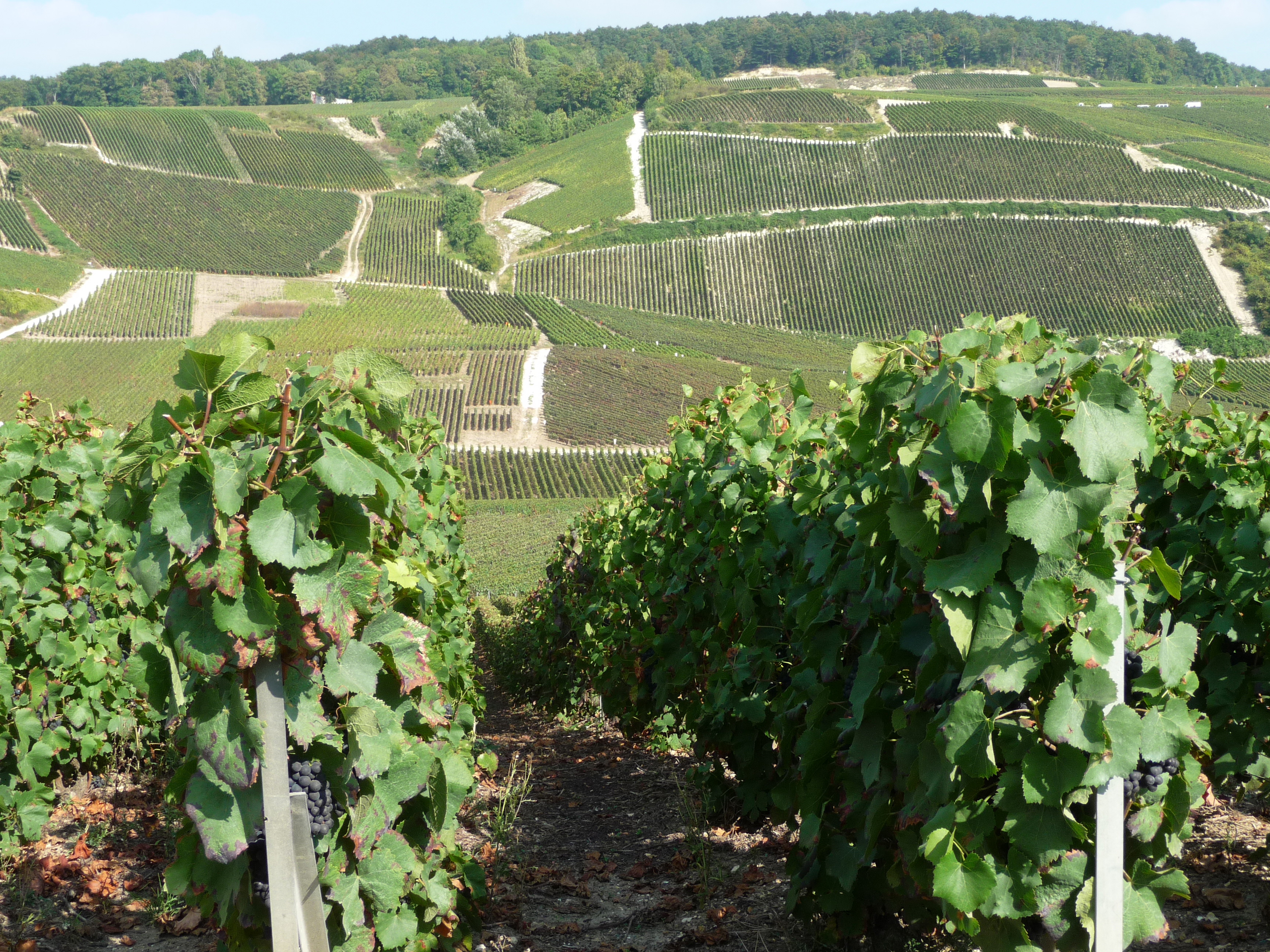 Champagne André Roger