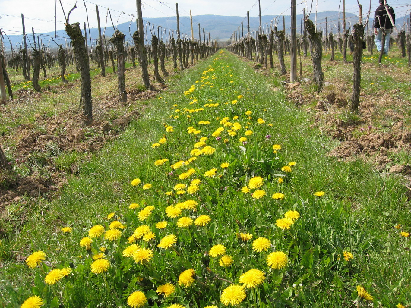 CAVE DE RIBEAUVILLÉ, France