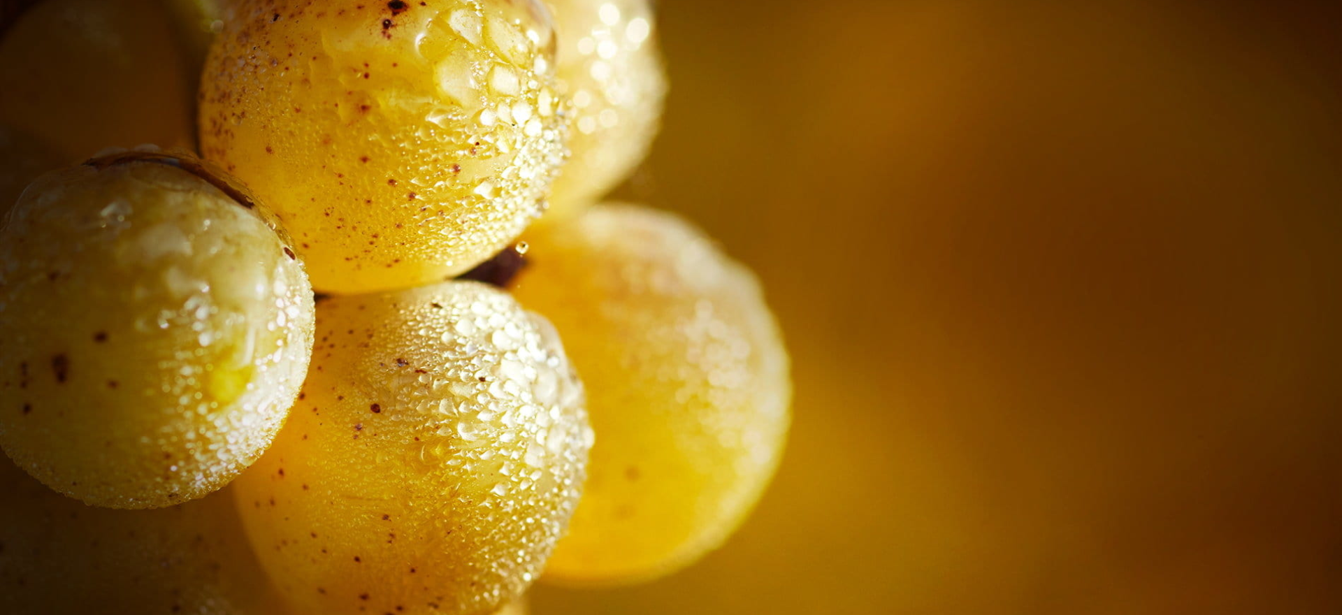 Château de Suduiraut