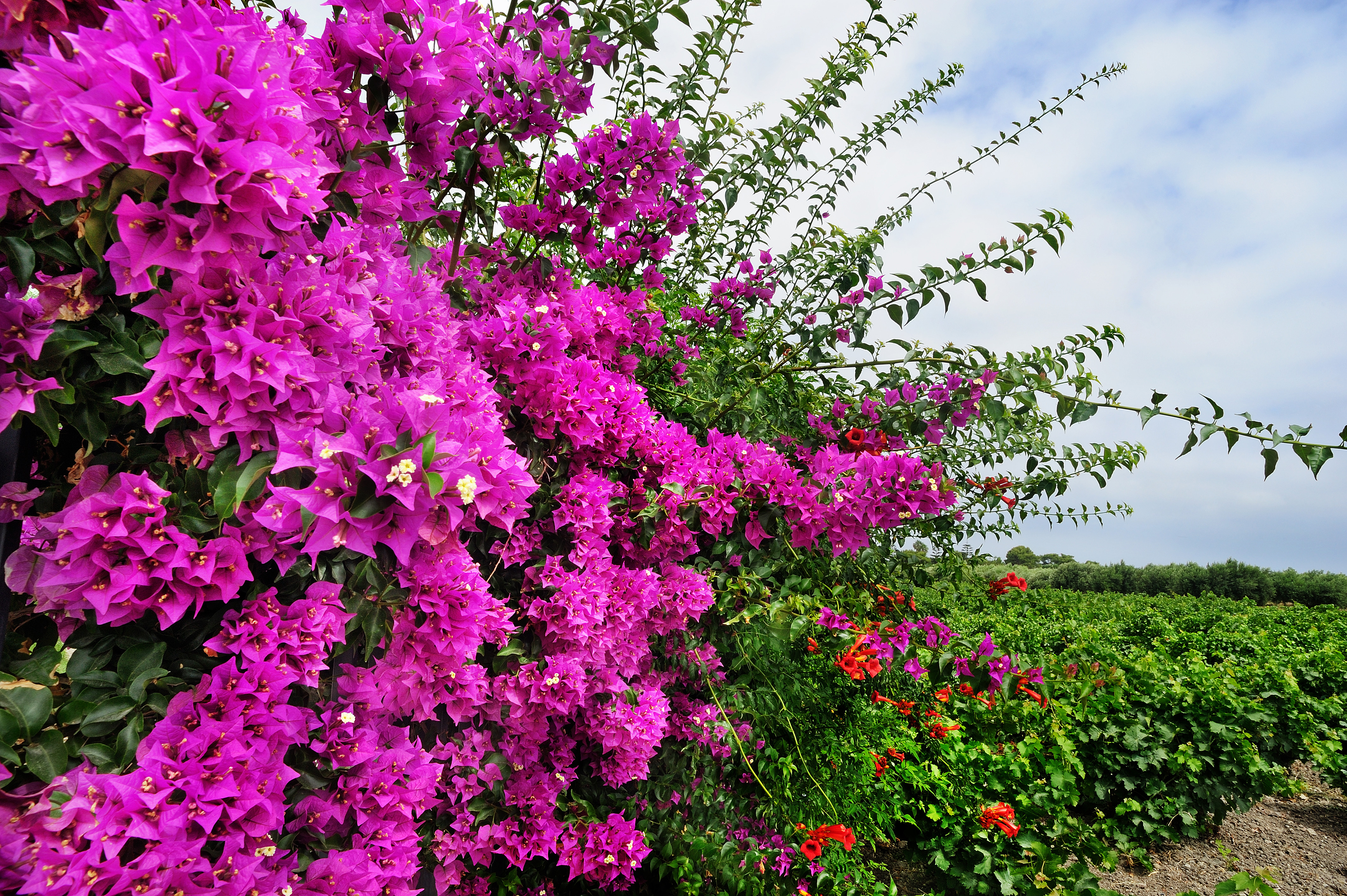 Rallo Azienda Agricola