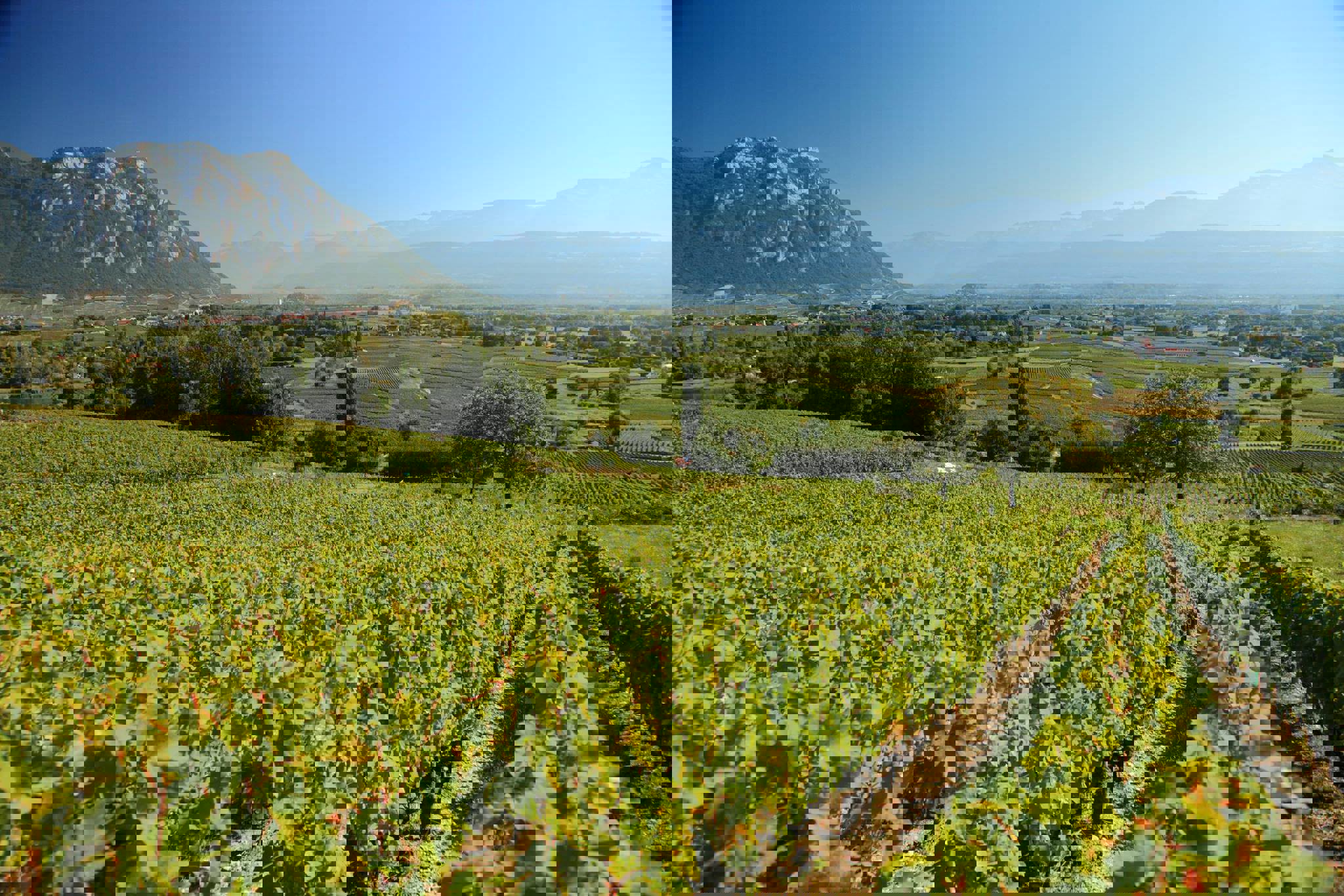 Domaine Jean Perrier et Fils