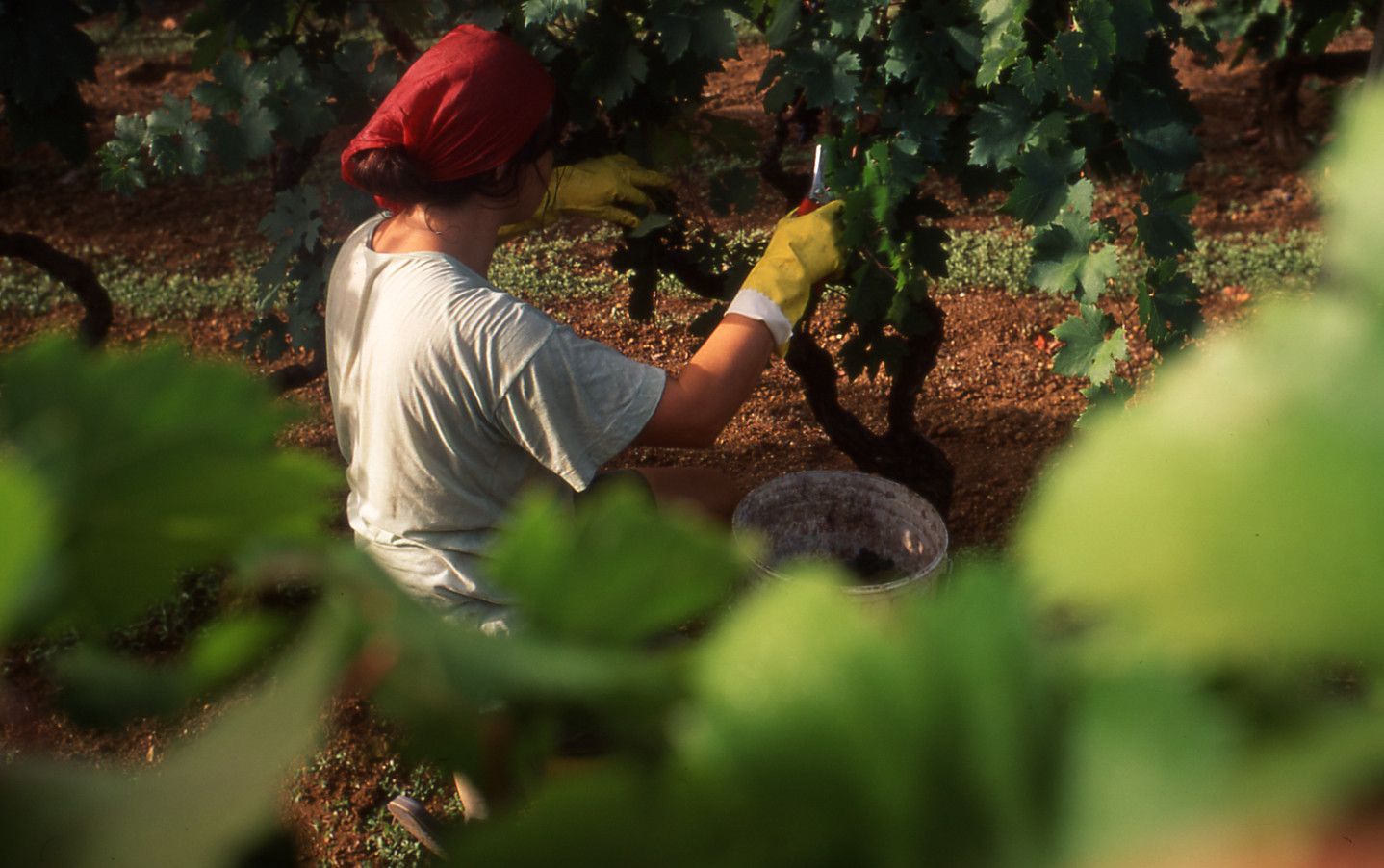 Produttori Di Manduria