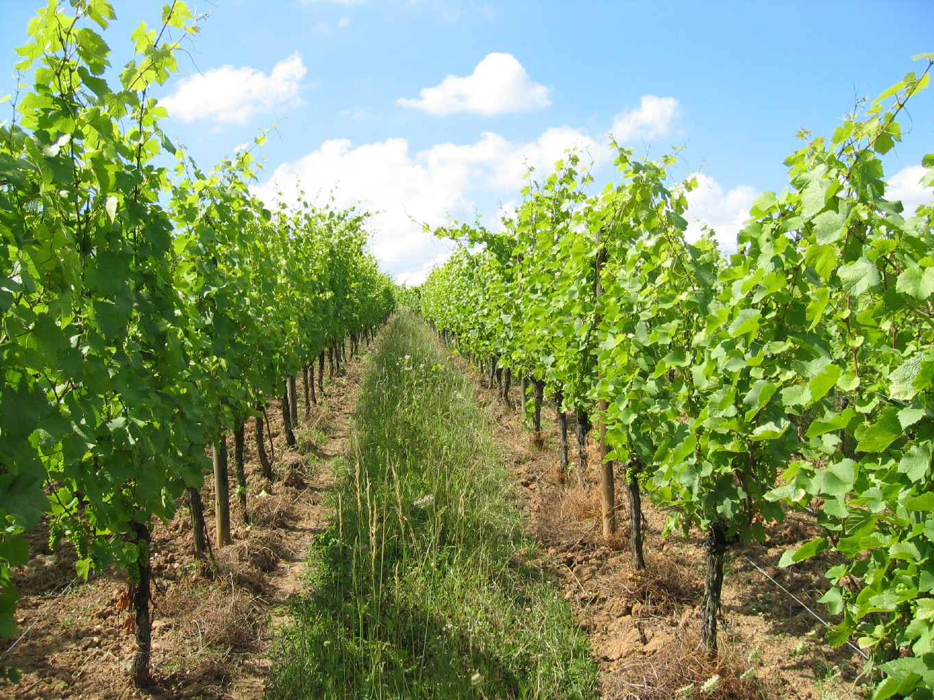 CAVE DE RIBEAUVILLÉ, France