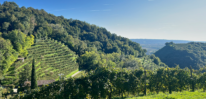 View from the tasting room at La Farra