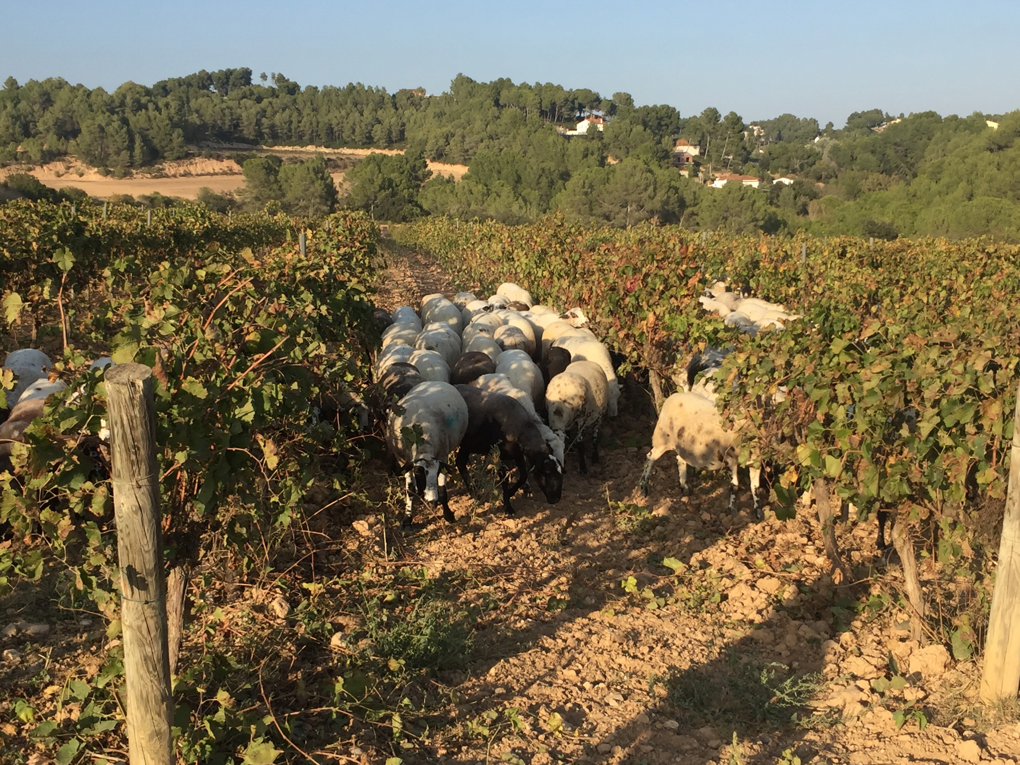 BODEGAS SUMARROCA, Spain