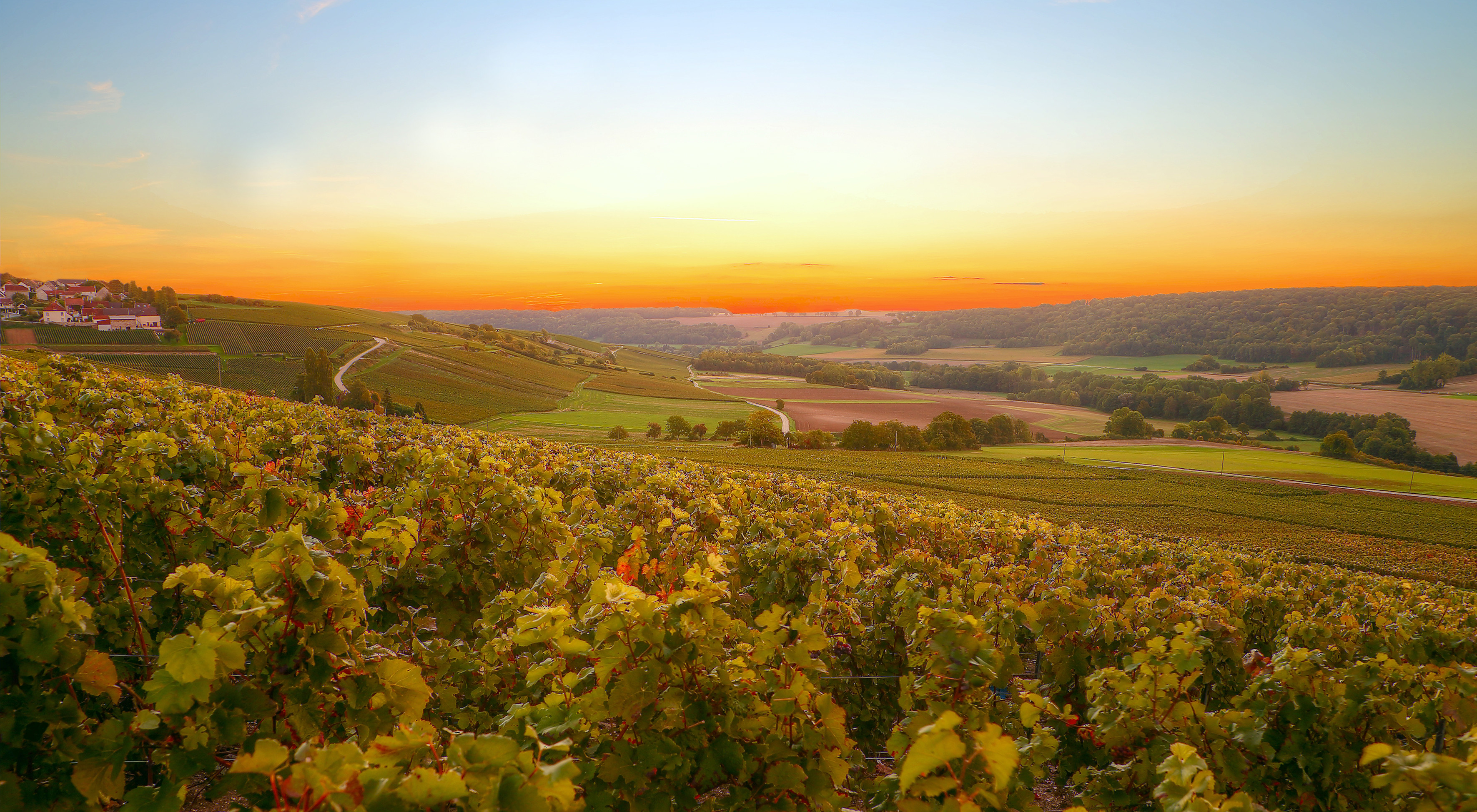 Champagne Pierre Mignon