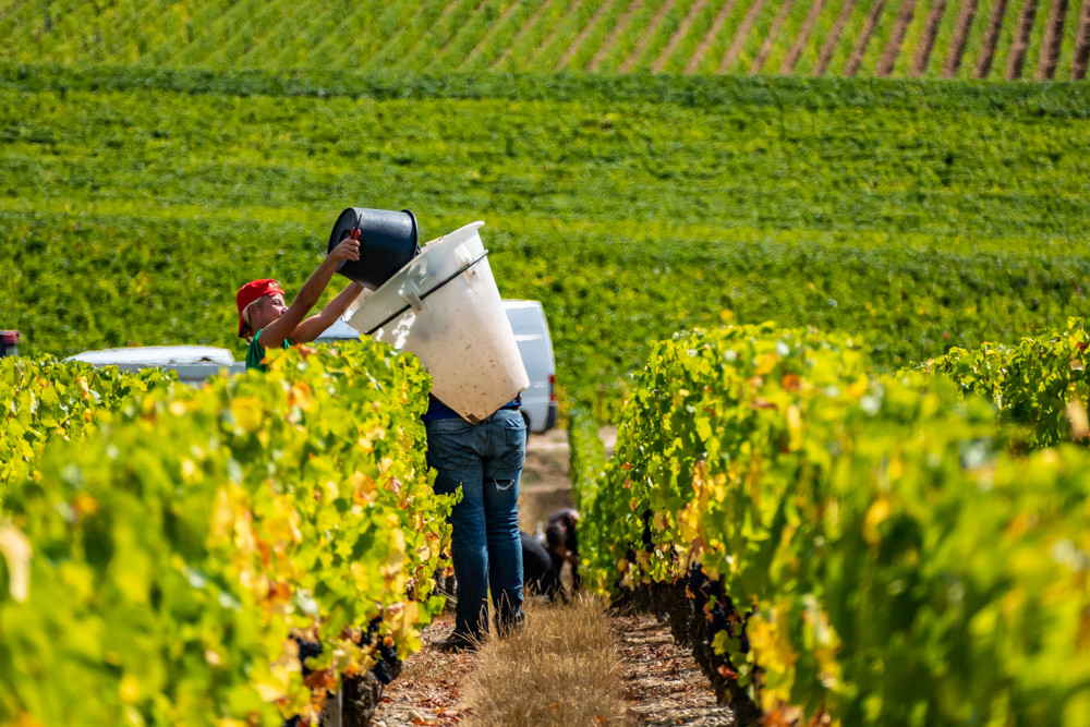 Domaine Jean-Paul Picard