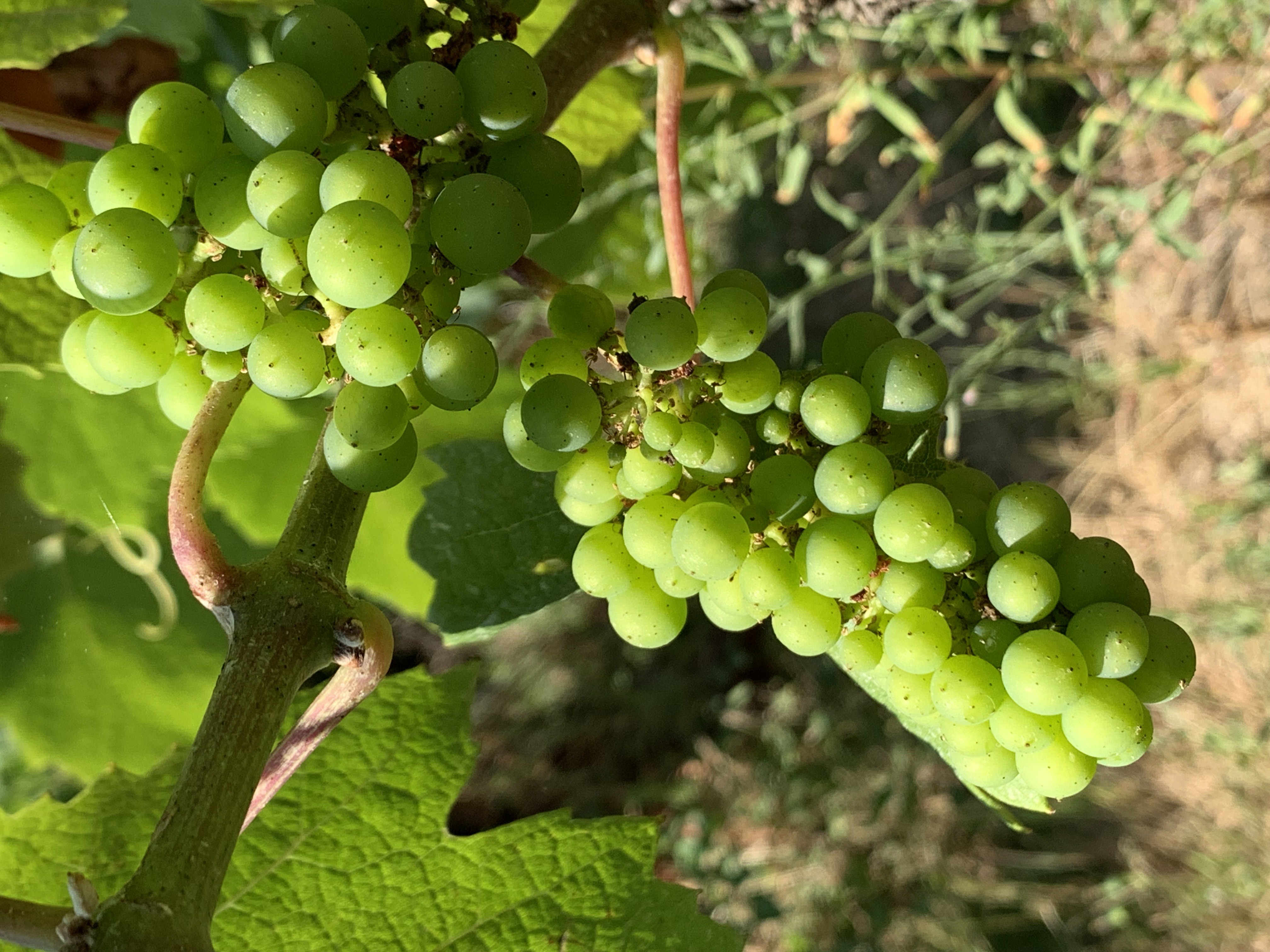 Domaine des Herbauges