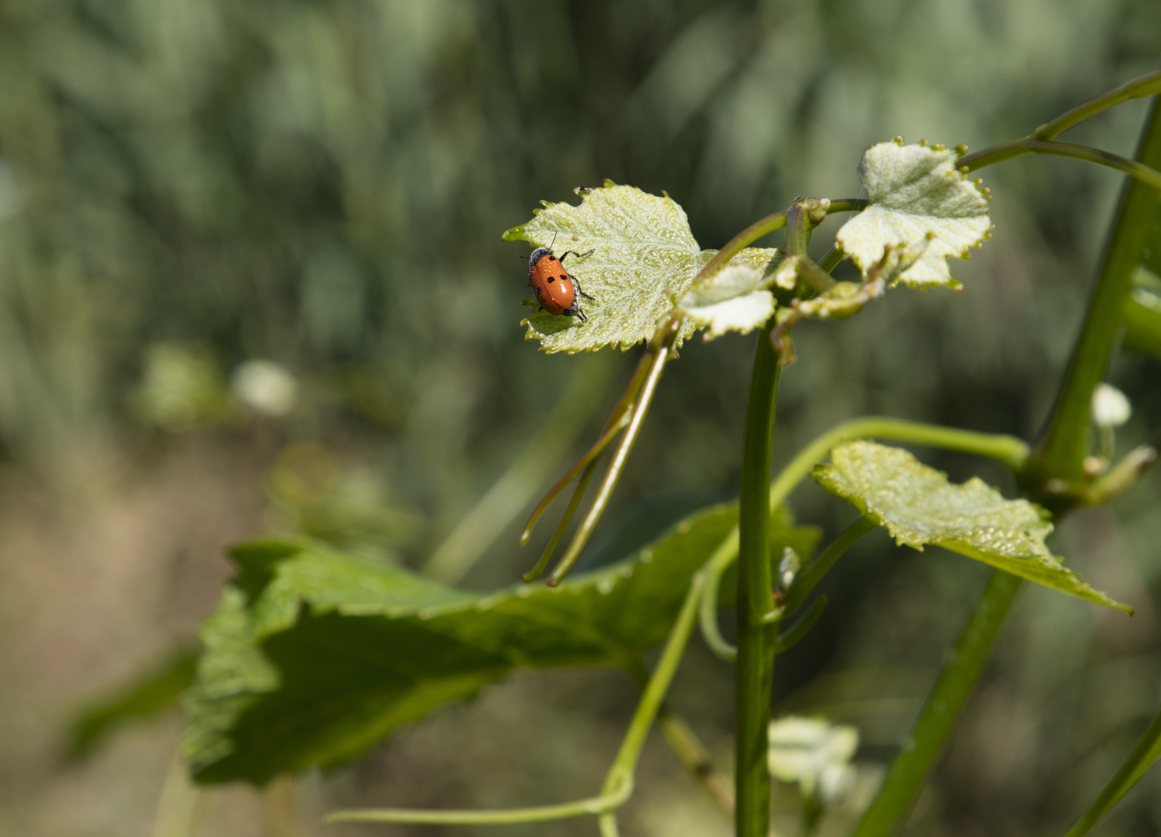 BODEGAS SUMARROCA, Spain